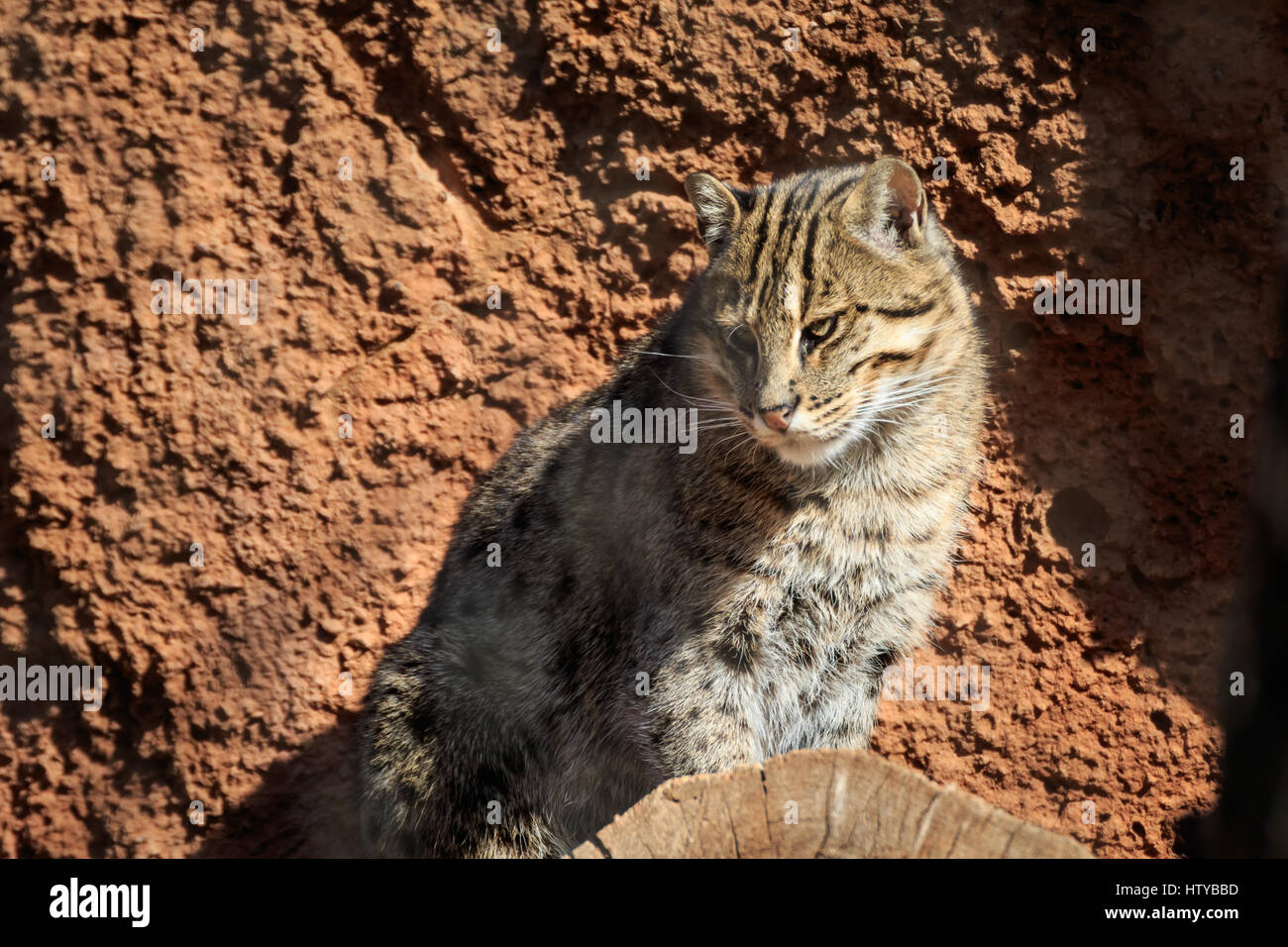 Un gatto di pesca nel proprio recinto in uno zoo. Foto Stock