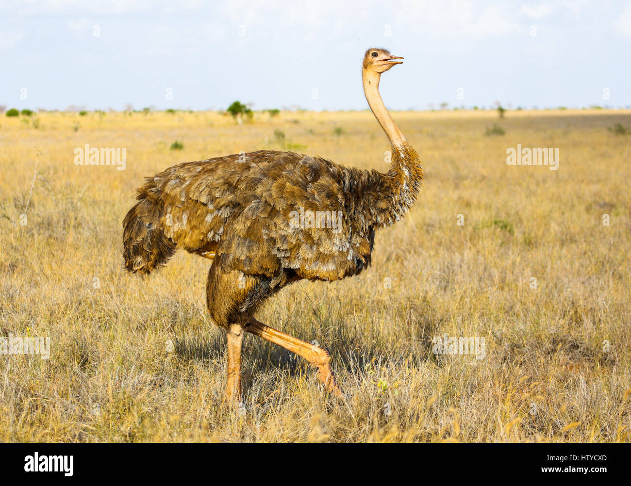 Femmina (struzzo Struthio camelus). Tsavo East Park. Kenya. Foto Stock