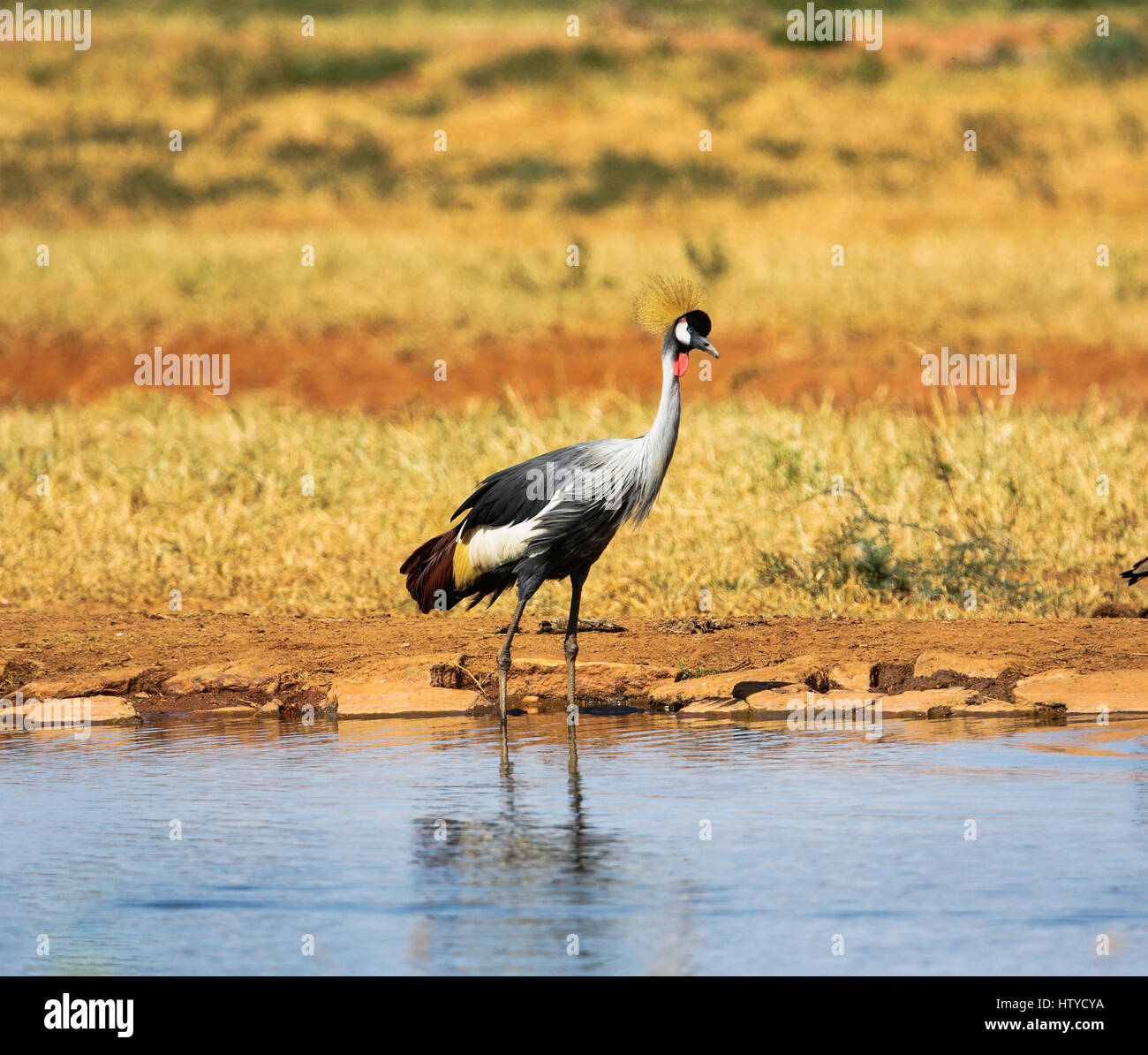 Grey Crowned Crane (Balearica regulorum) nel Tsavo East Park, Kenya Foto Stock