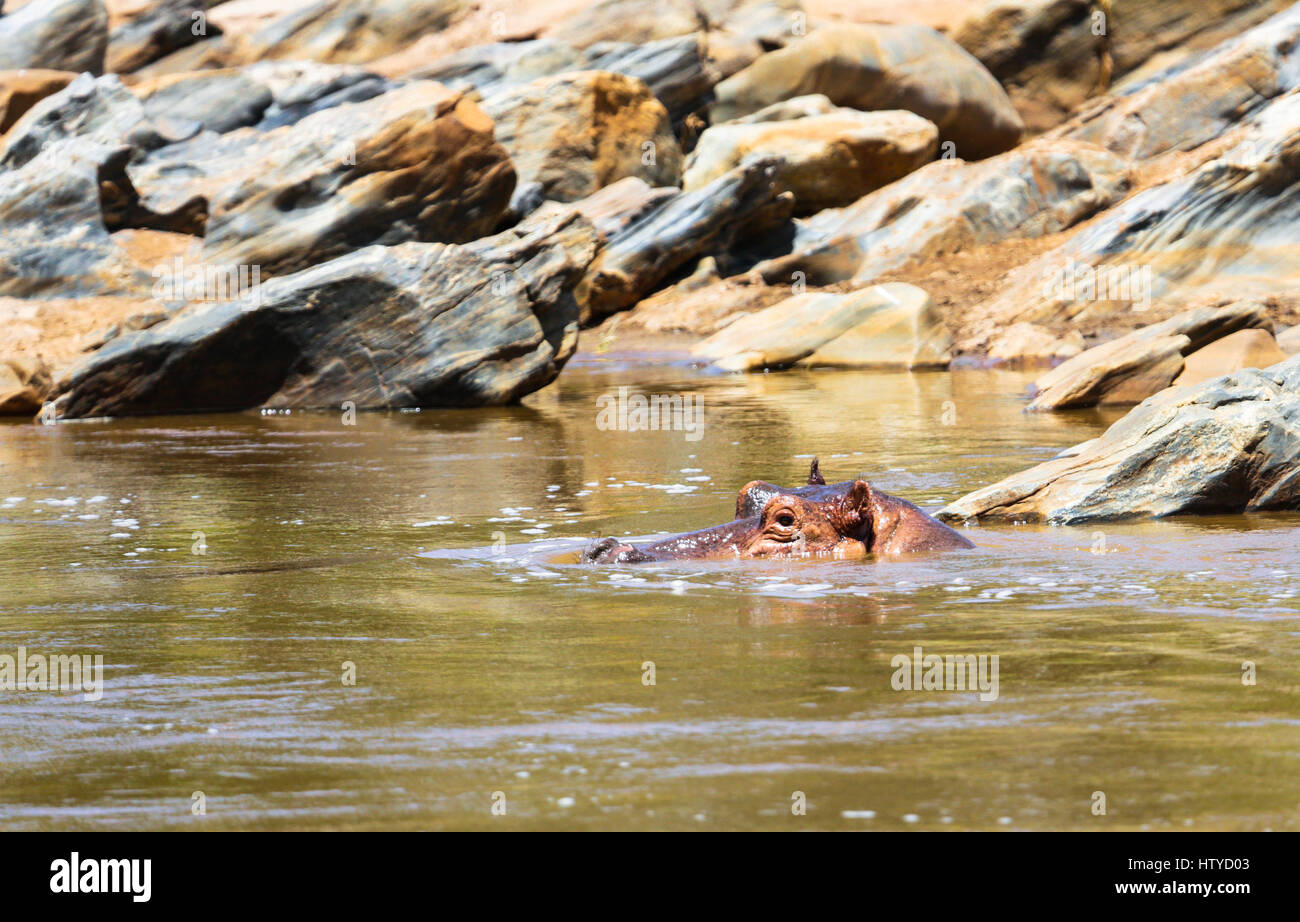 Ippopotamo nel fiume. Tsavo East Park. Kenya. Foto Stock