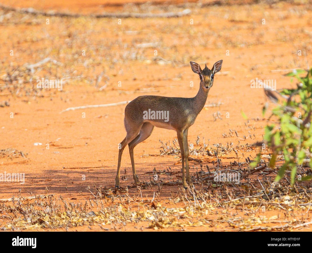 Dik-dik antilopi. Tsavo East Park. Kenya Foto Stock