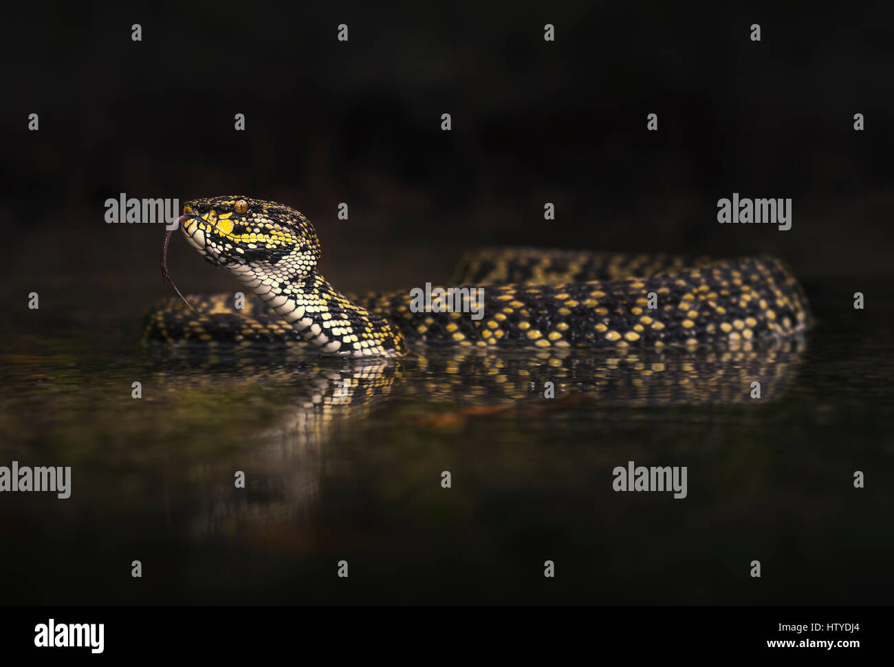 Mangrove rattlesnakes (Trimeresurus purpureomaculatus) in acque poco profonde, Langkawi, Malesia Foto Stock