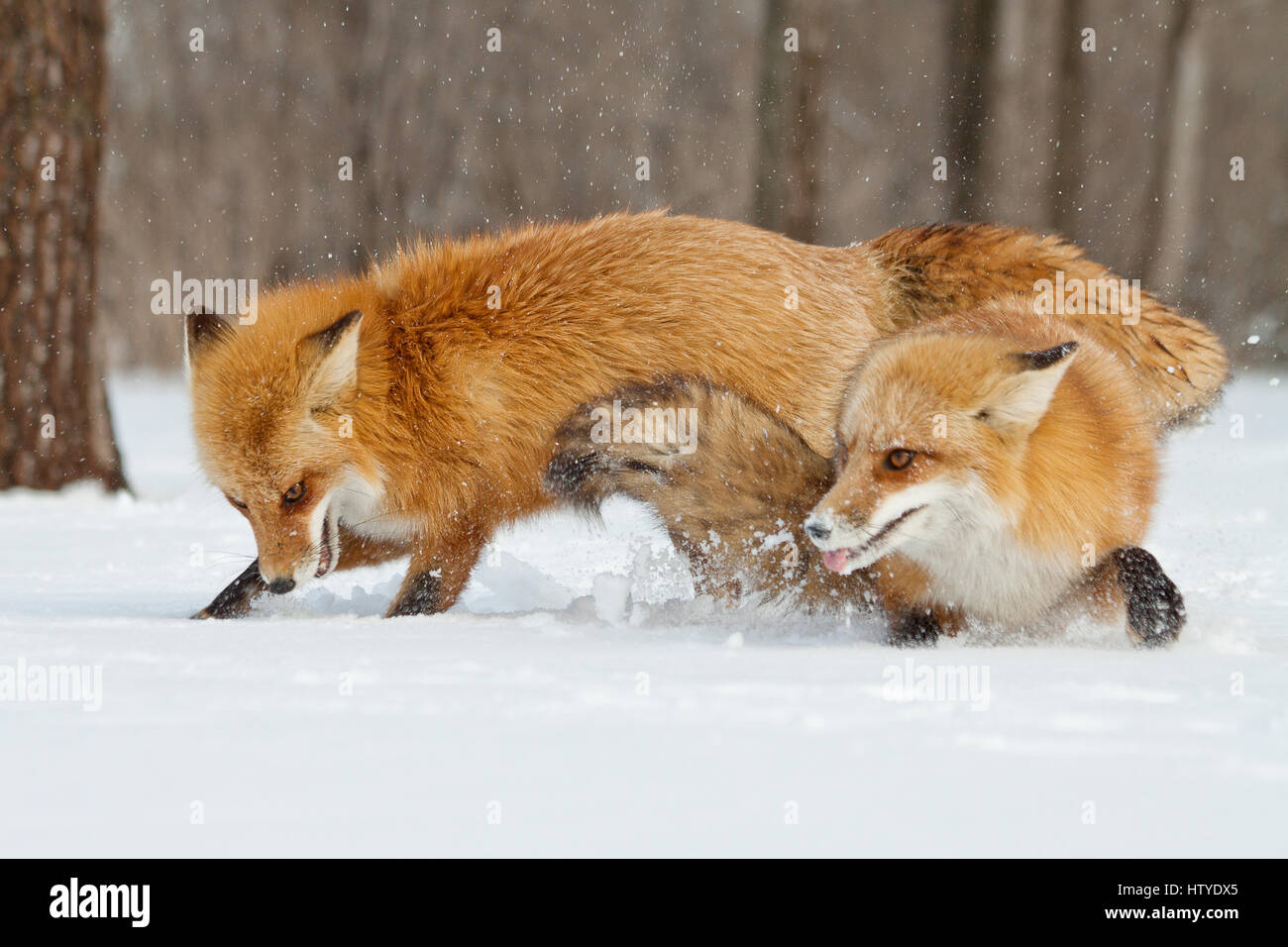 Due volpi combattimenti nella neve, Montreal, Canada Foto Stock