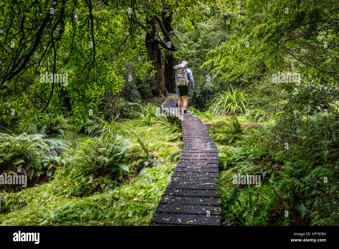 Man Escursioni attraverso la foresta, Upper Travers Valley, Nelson Lakes National Park, South Island, Nuova Zelanda Foto Stock