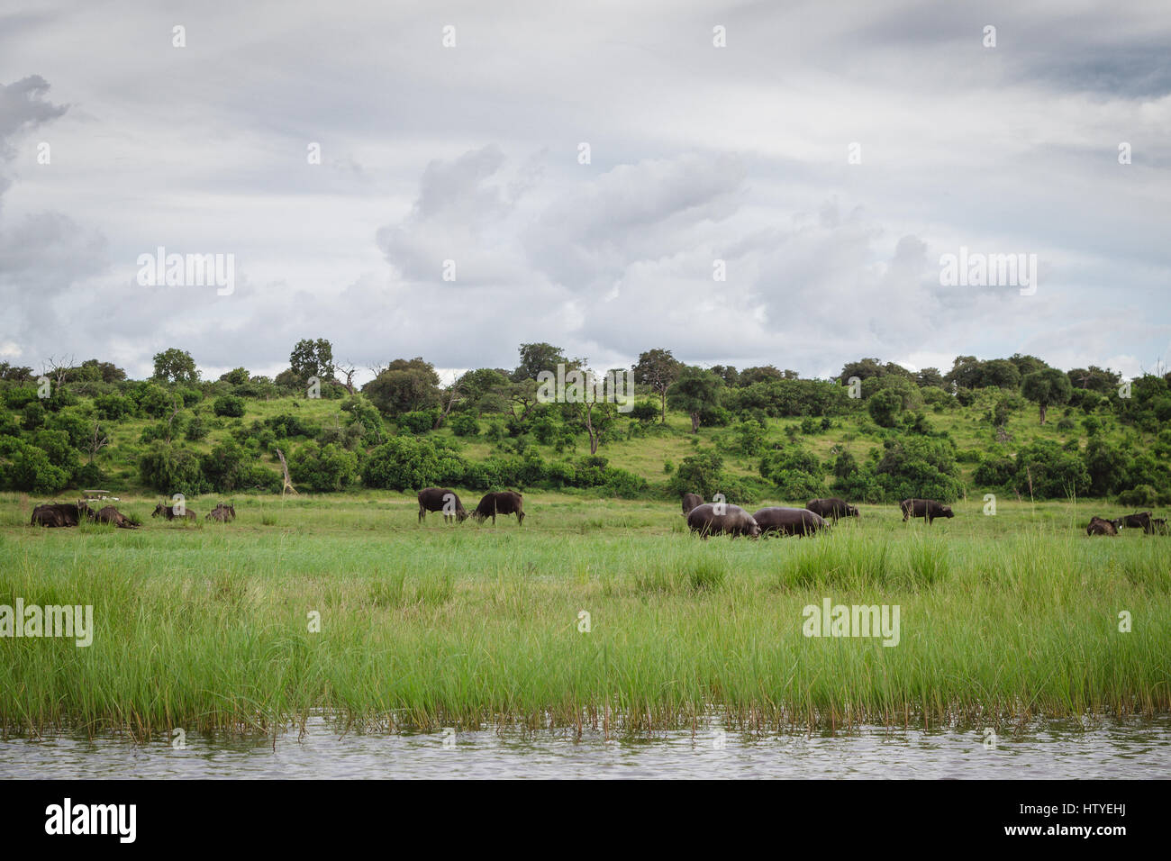 Ippopotami e bufali sul lungofiume. Fiume Chobe, Botswana Foto Stock