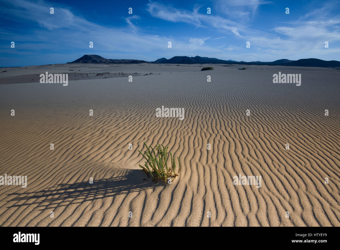 Le dune di sabbia e dune di Corralejo Parco Nazionale, Fuerteventura, Spagna Foto Stock