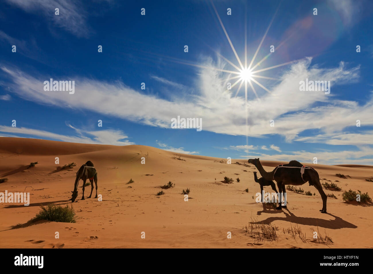 Cammelli nel deserto Arabico, Arabia Saudita Foto Stock