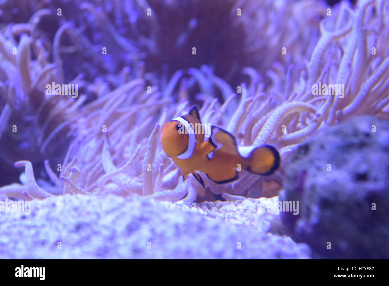 Pesce pagliaccio nella parte anteriore di un anemone Foto Stock