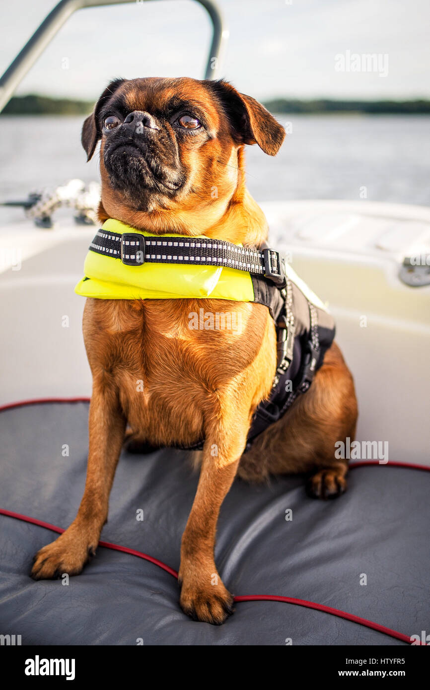 Bruxelles griffon cane su una barca in arcipelago finlandese Foto Stock