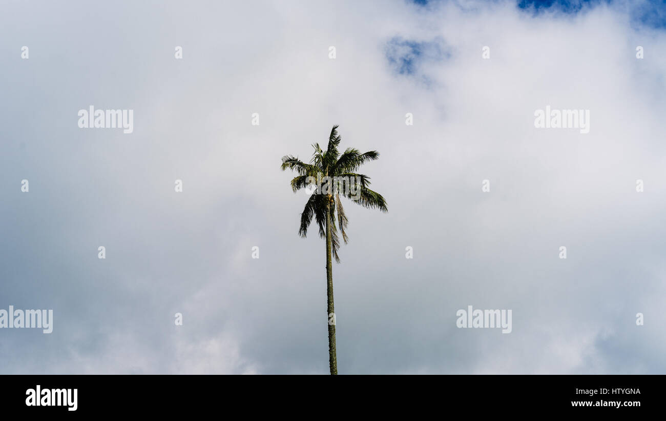 Un albero di palma in gran parte il cielo nuvoloso. Foto Stock