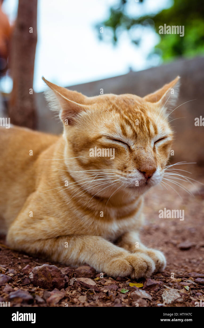 Beautiful Golden tabby street cat. Foto Stock