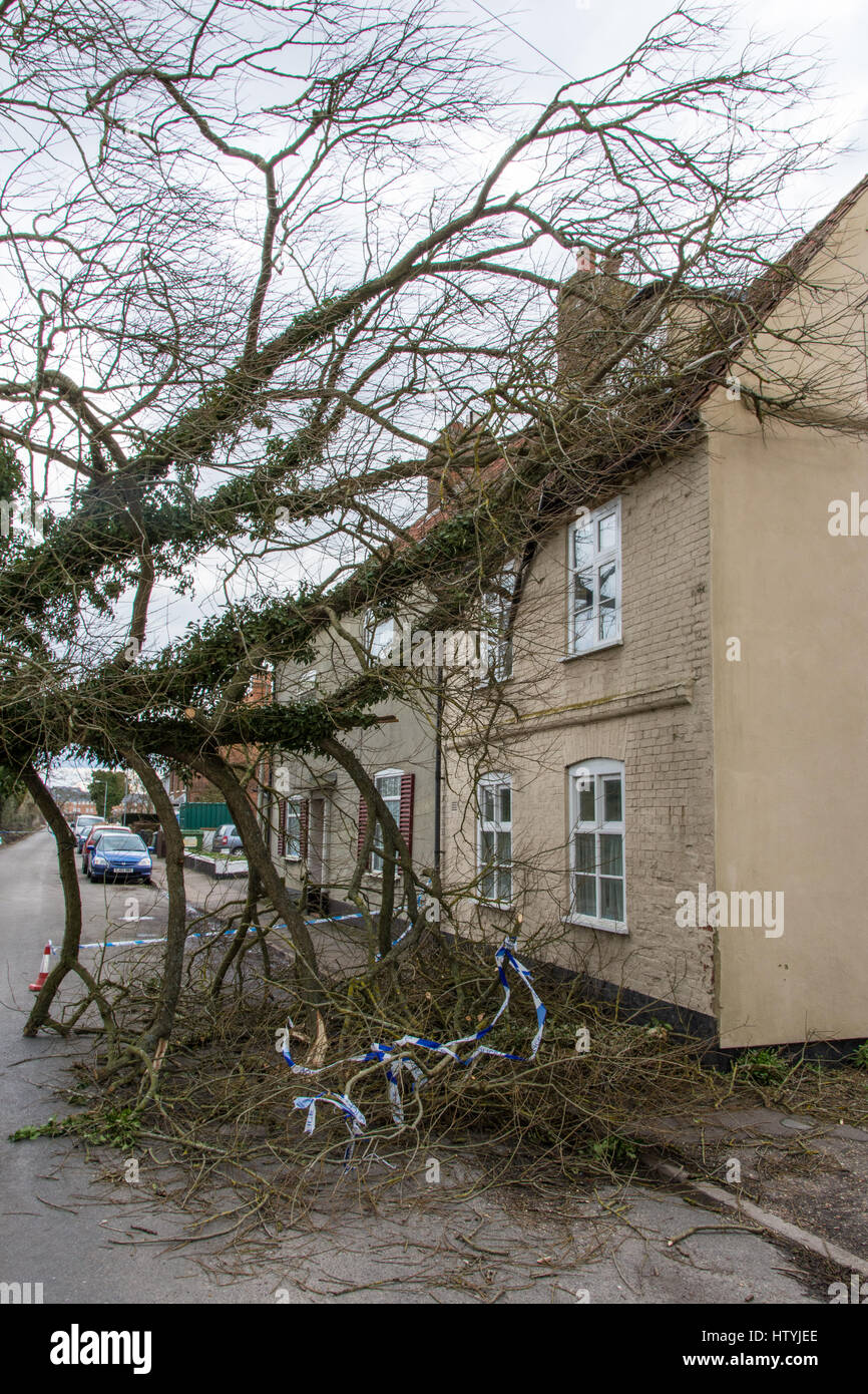 Albero caduto appoggiato su di una casa e il bloccaggio di una strada in Bungay, Suffolk Foto Stock