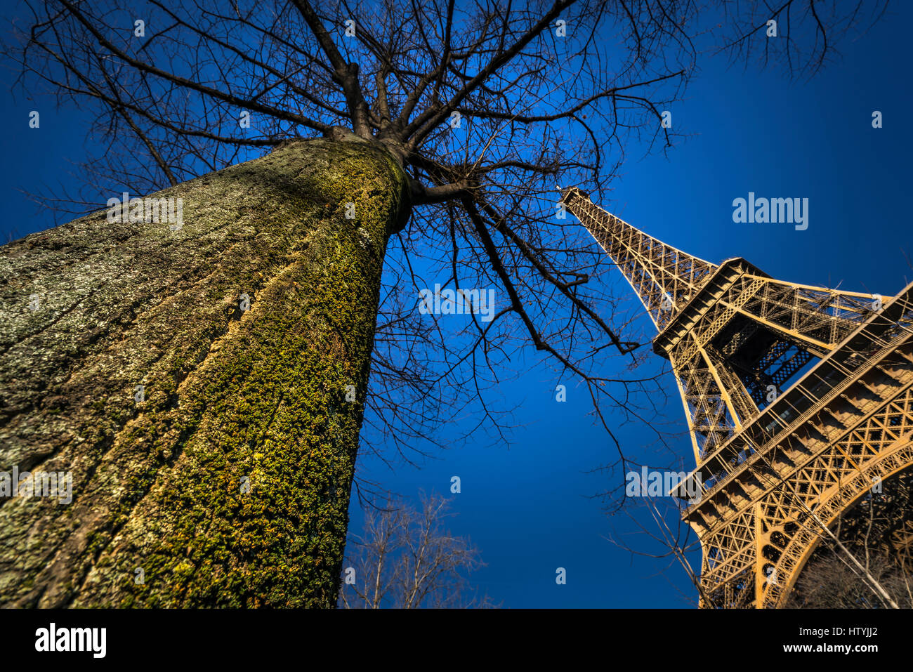 Albero vicino alla Torre Eiffel, Parigi, Francia Foto Stock