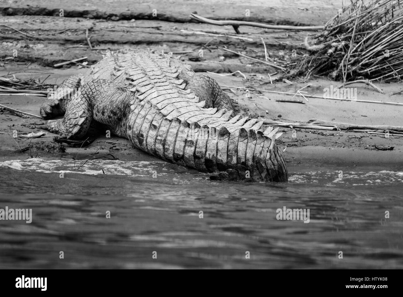 La coda di un coccodrillo americano a Chiapas state, Messico Foto Stock