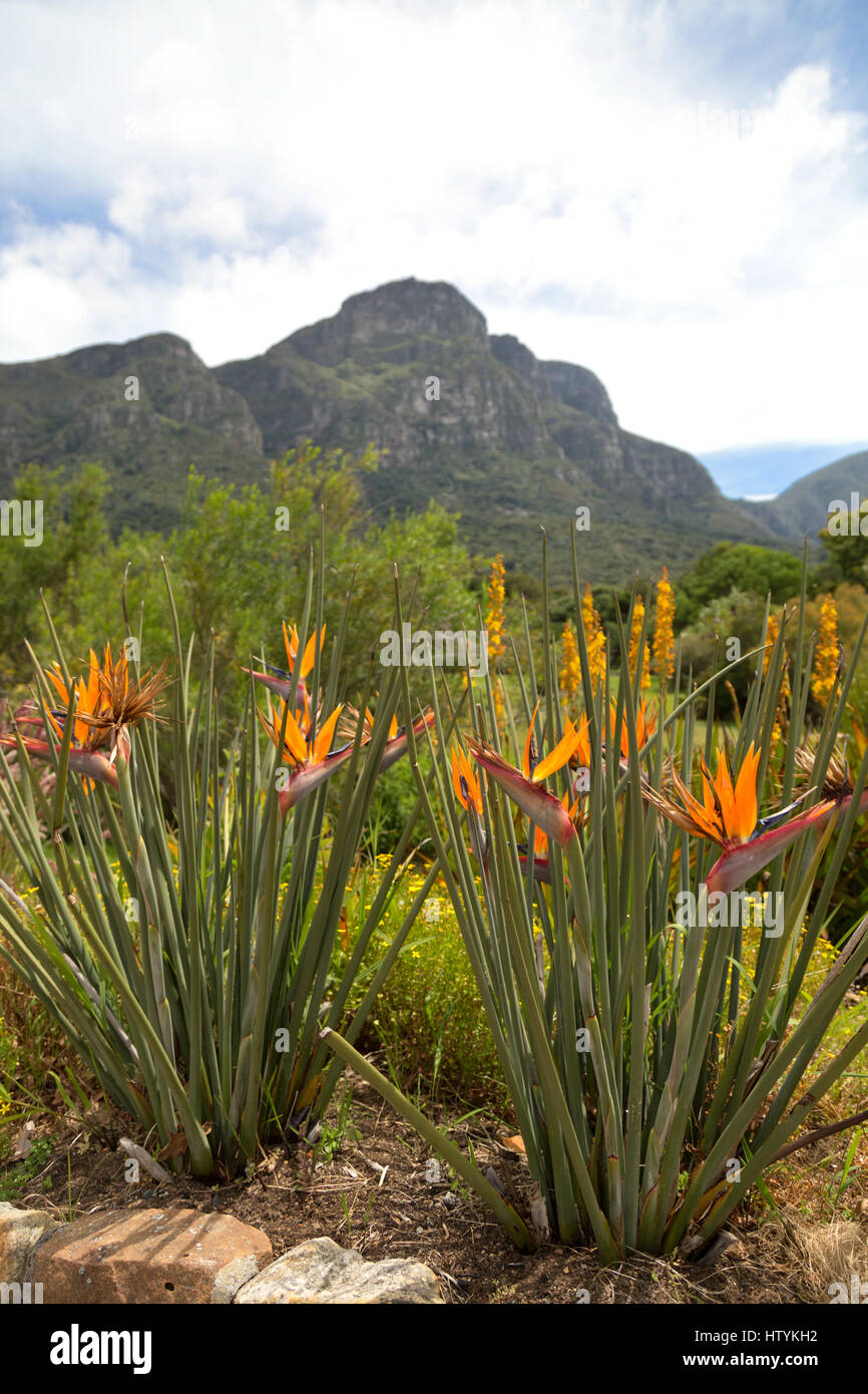 Kirstenbosch National Botanical Gardens Cape Town, Sud Africa Foto Stock
