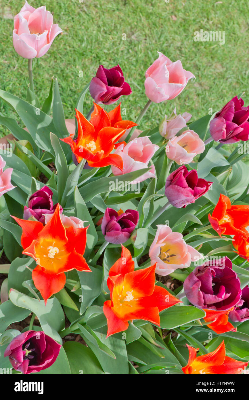 Tulipani misti fioritura Foto Stock
