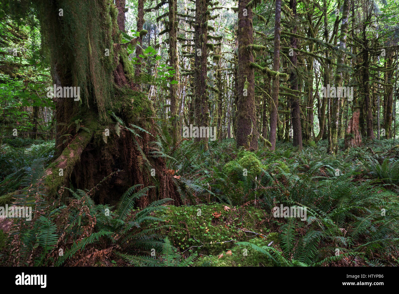 Vegetazione di felci su Kestner Homestead Trail, Quinault la foresta pluviale, vicino Quinault, il Parco Nazionale di Olympic, Washington, Stati Uniti d'America Foto Stock