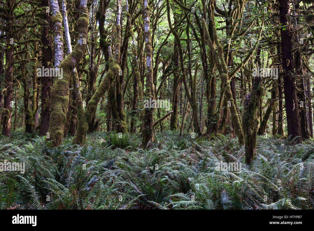 Vegetazione di felci su Kestner Homestead Trail, Quinault la foresta pluviale, vicino Quinault, il Parco Nazionale di Olympic, Washington, Stati Uniti d'America Foto Stock