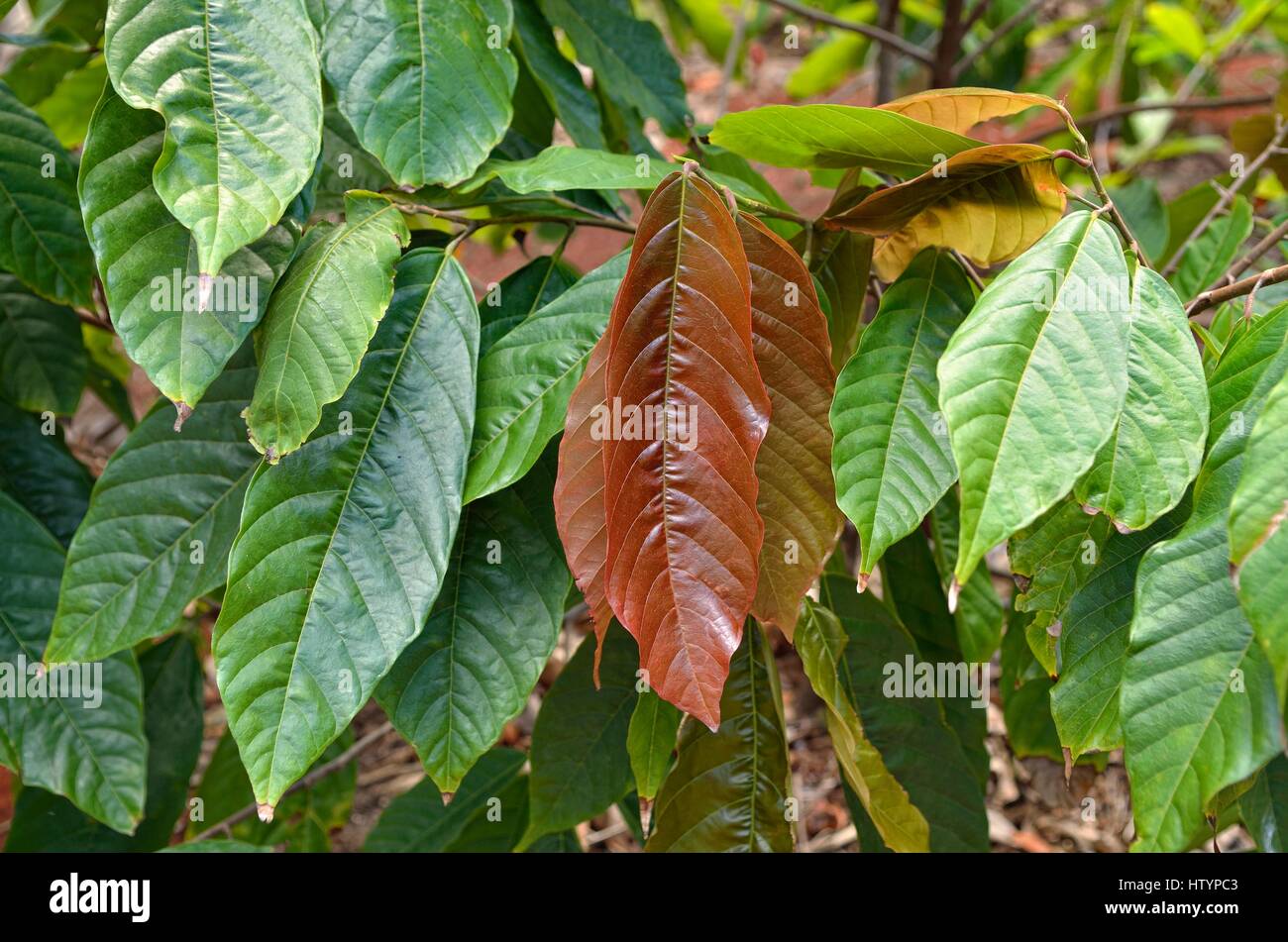 Albero di cacao (Theobroma cacao), foglie, piantagione, Plantacion Tikul, Ecomuseo del cacao, Xlapak, stato dello Yucatan, Messico Foto Stock