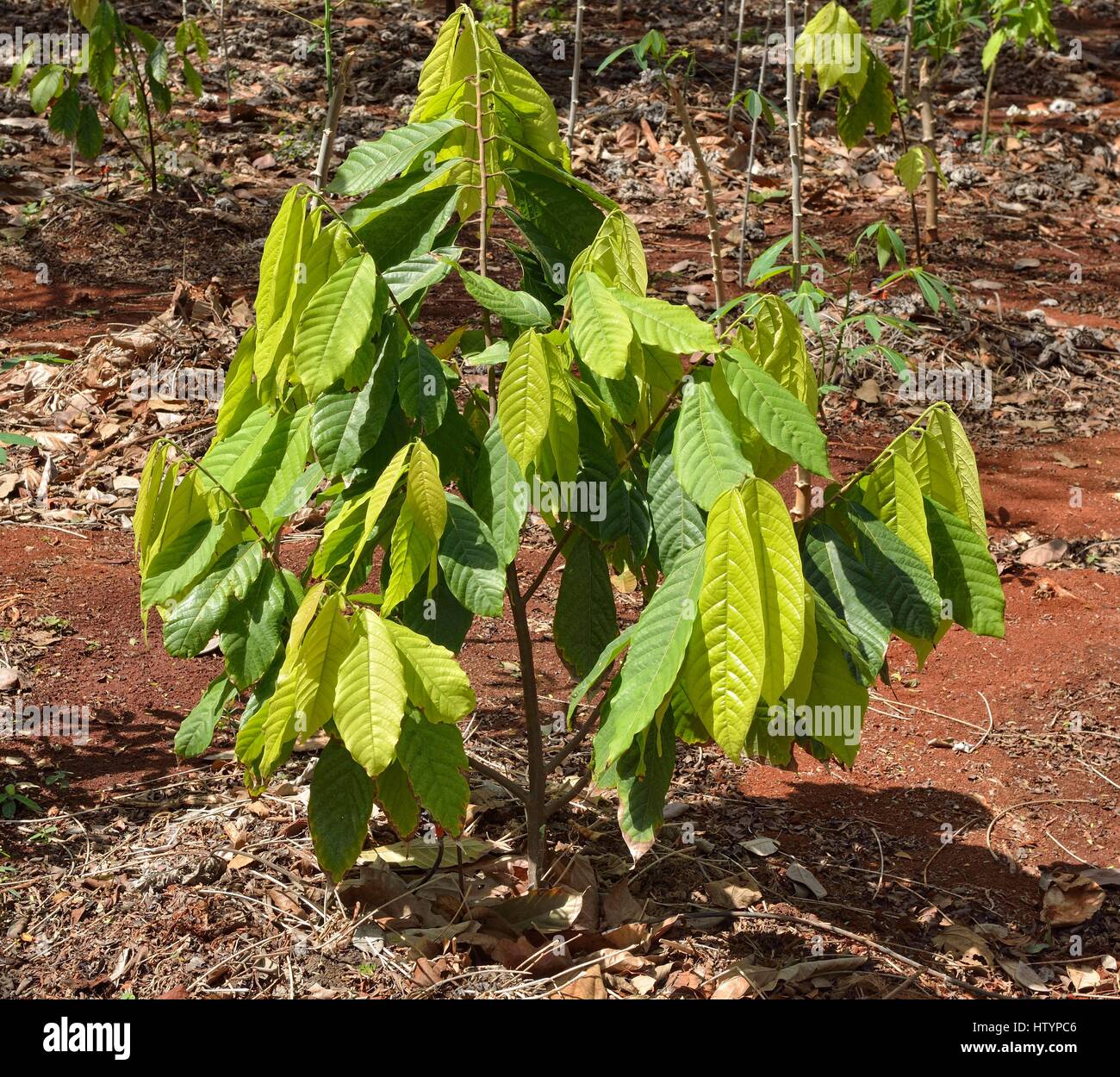 Giovane albero di cacao (Theobroma cacao) su plantation Plantacion Tikul, Ecomuseo del cacao, Xlapak, stato dello Yucatan, Messico Foto Stock