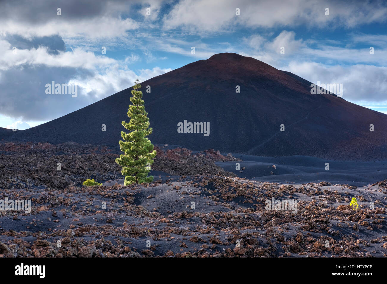 Vulcano Chinyero, Canary Island pine (Pinus canariensis) in Santiago del Teide Tenerife, Isole Canarie, Spagna Foto Stock