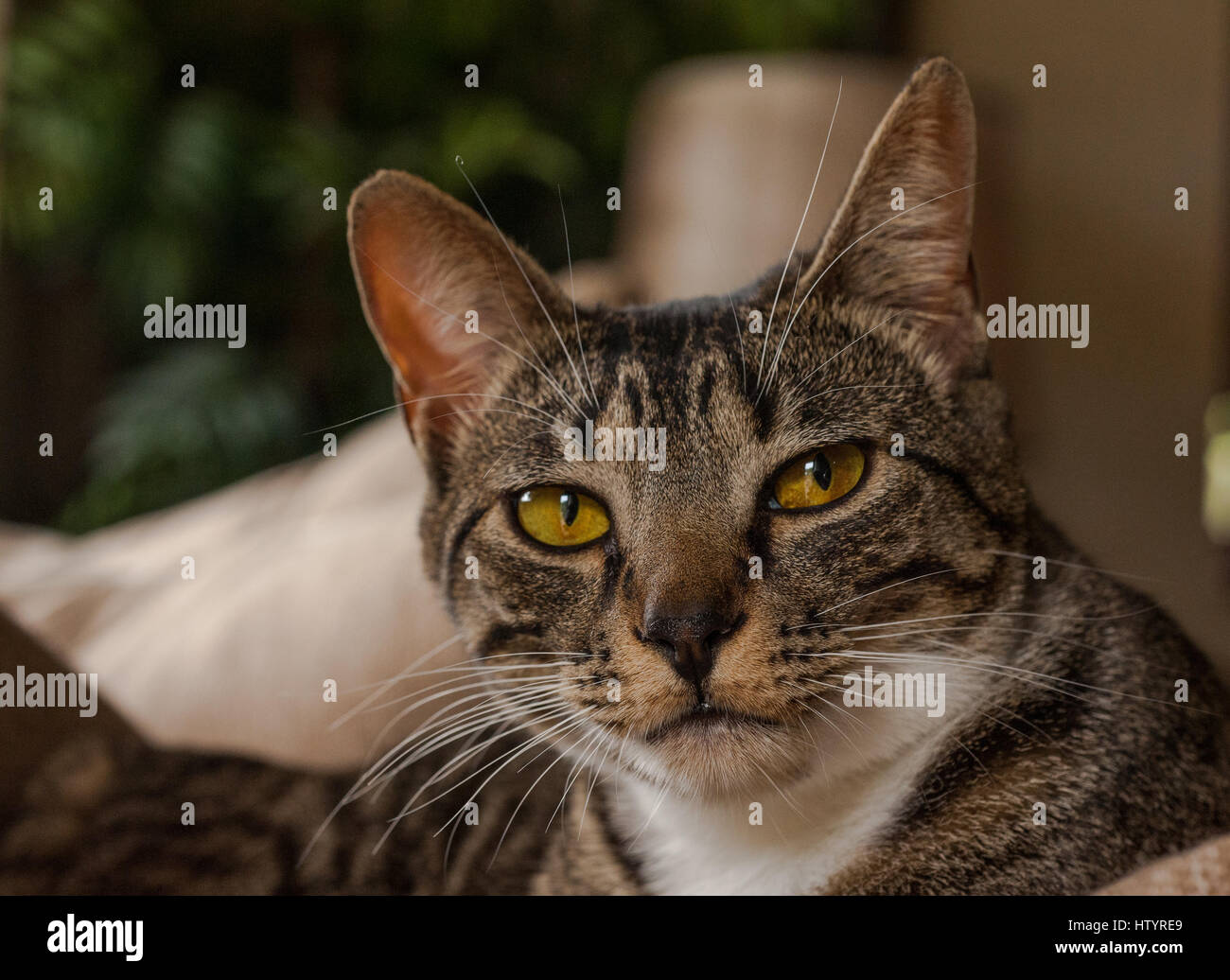 un gatto dal pelo striato