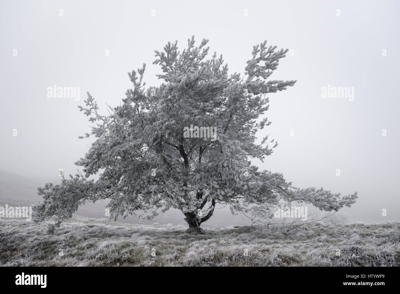 Inverno alberi congelati in condizioni di nebbia Foto Stock