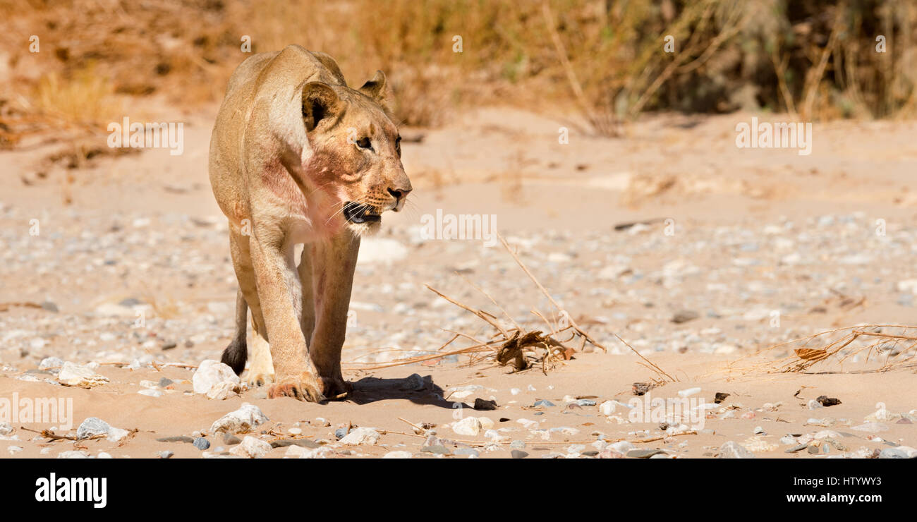 Hoanib il letto del fiume, Kaokoland, Namibia Foto Stock