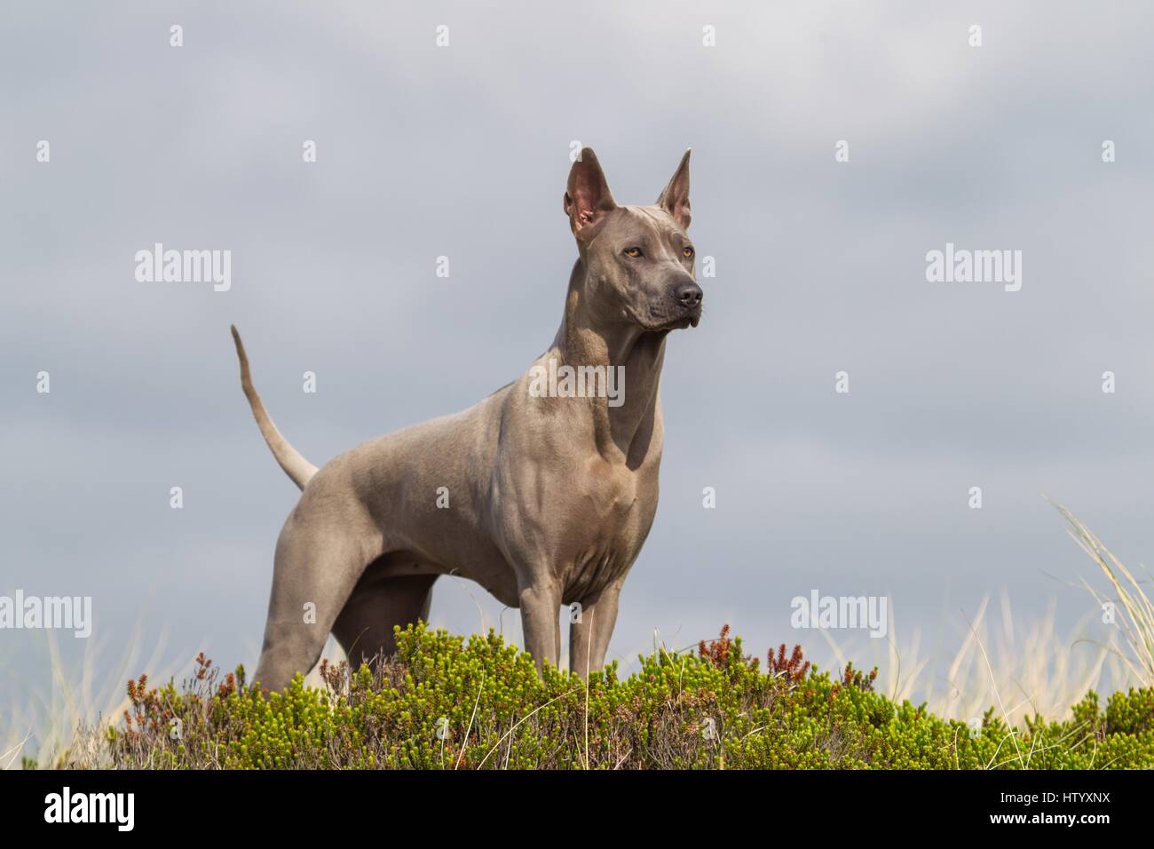 Thai Ridgeback Foto Stock