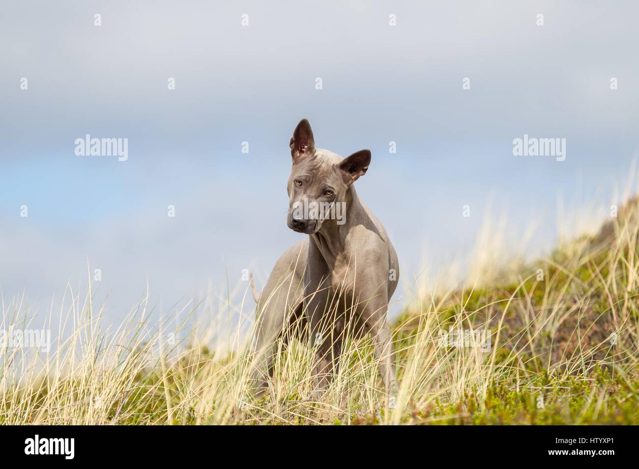 Thai Ridgeback Foto Stock