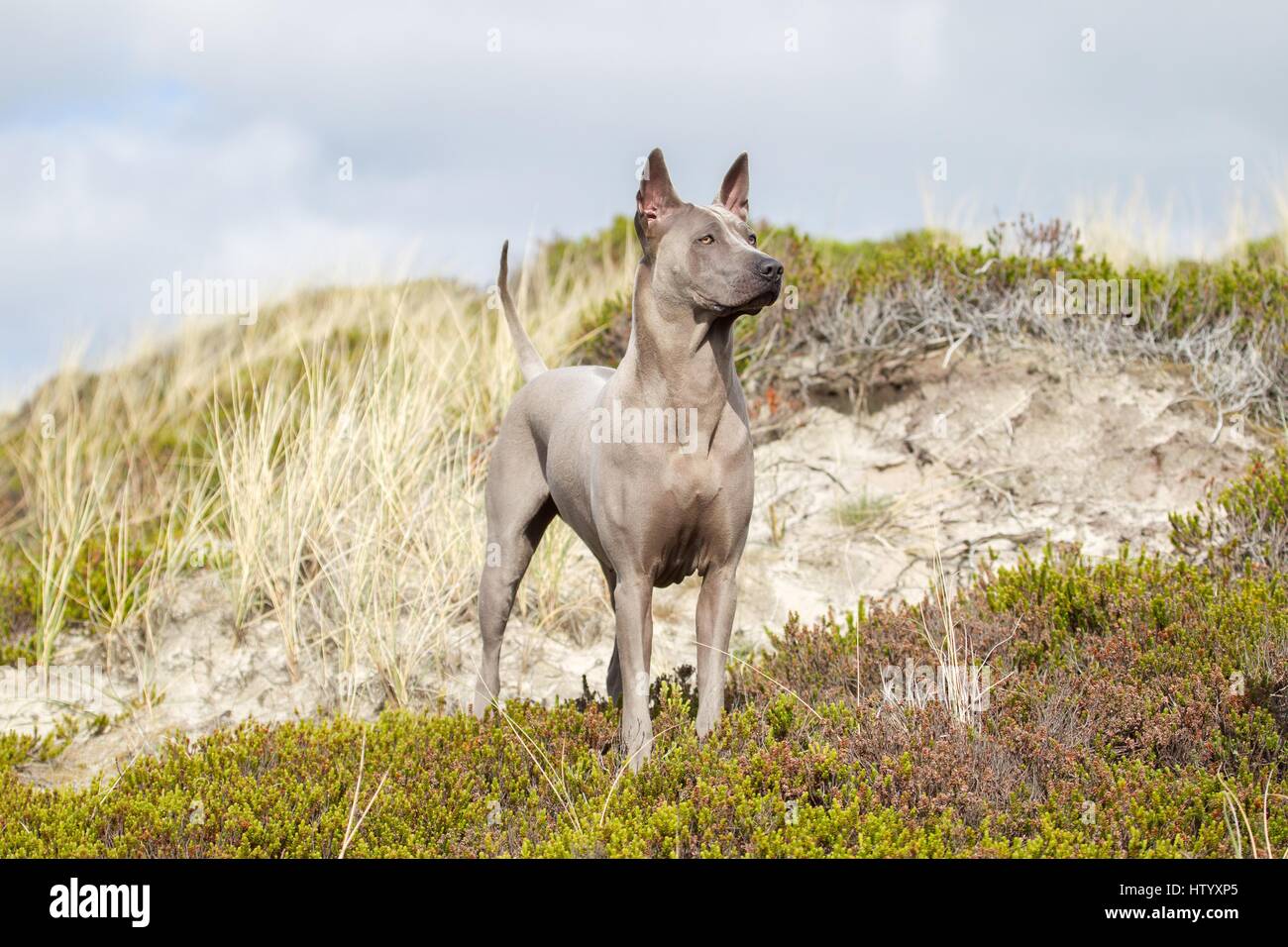 Thai Ridgeback Foto Stock