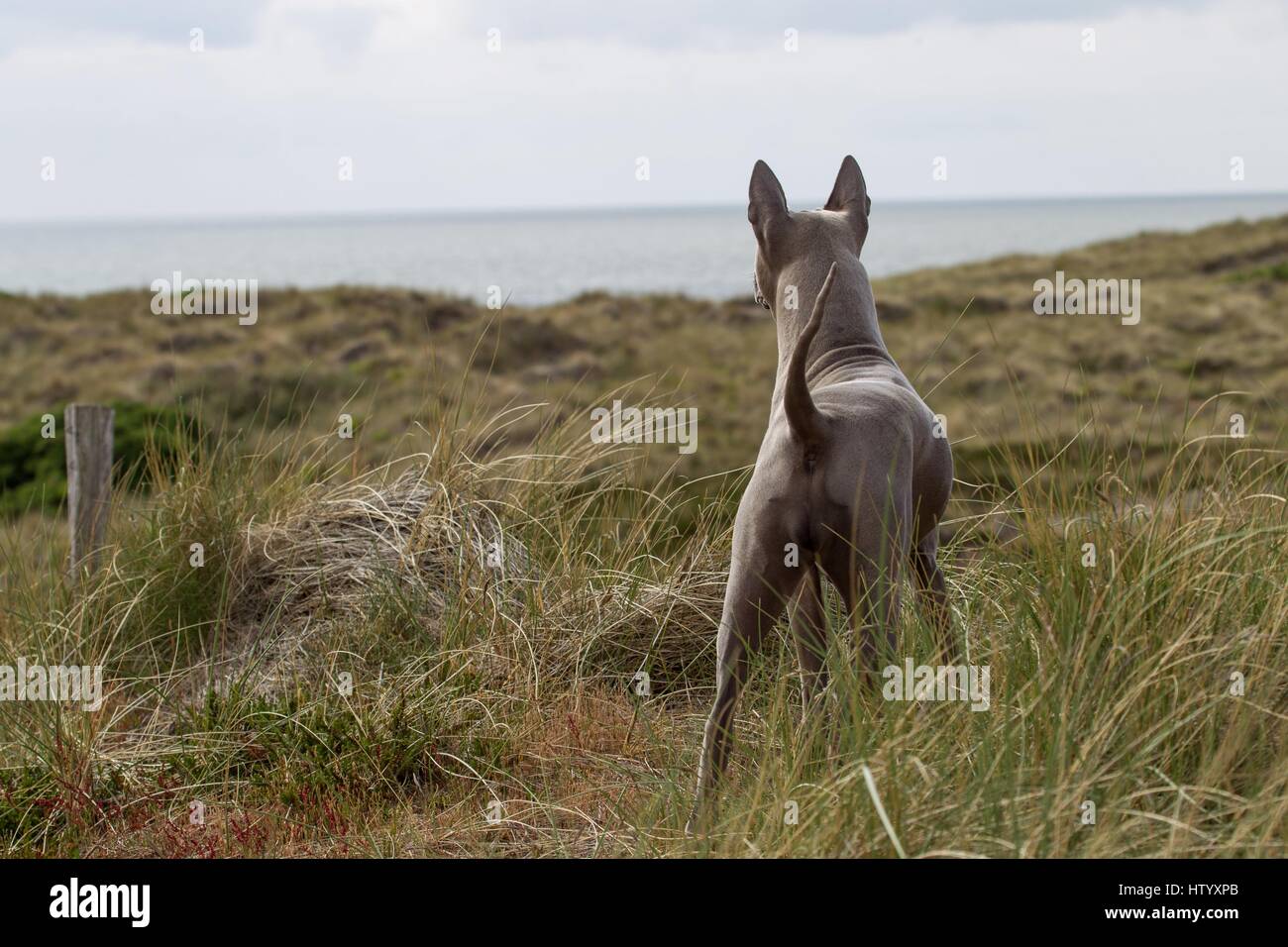 Thai Ridgeback Foto Stock