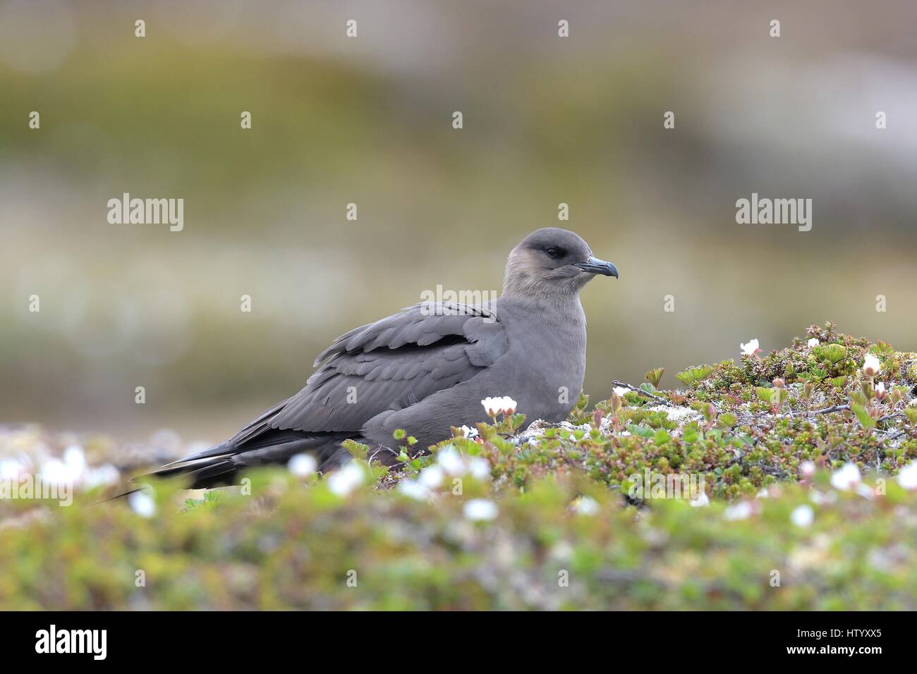 Skua artico Foto Stock