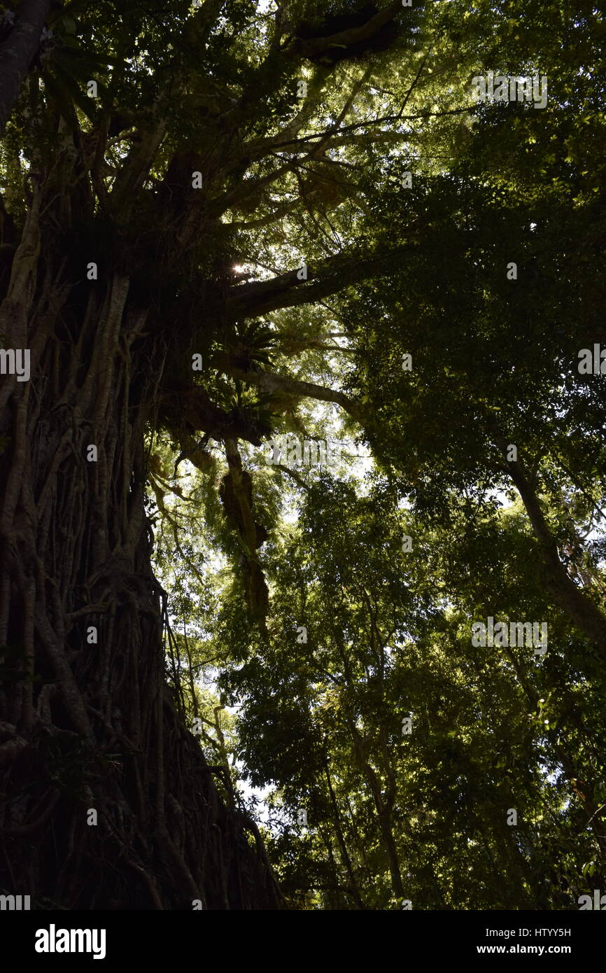 Daintree visto dal di sotto vicino a Cairns. Foto Stock
