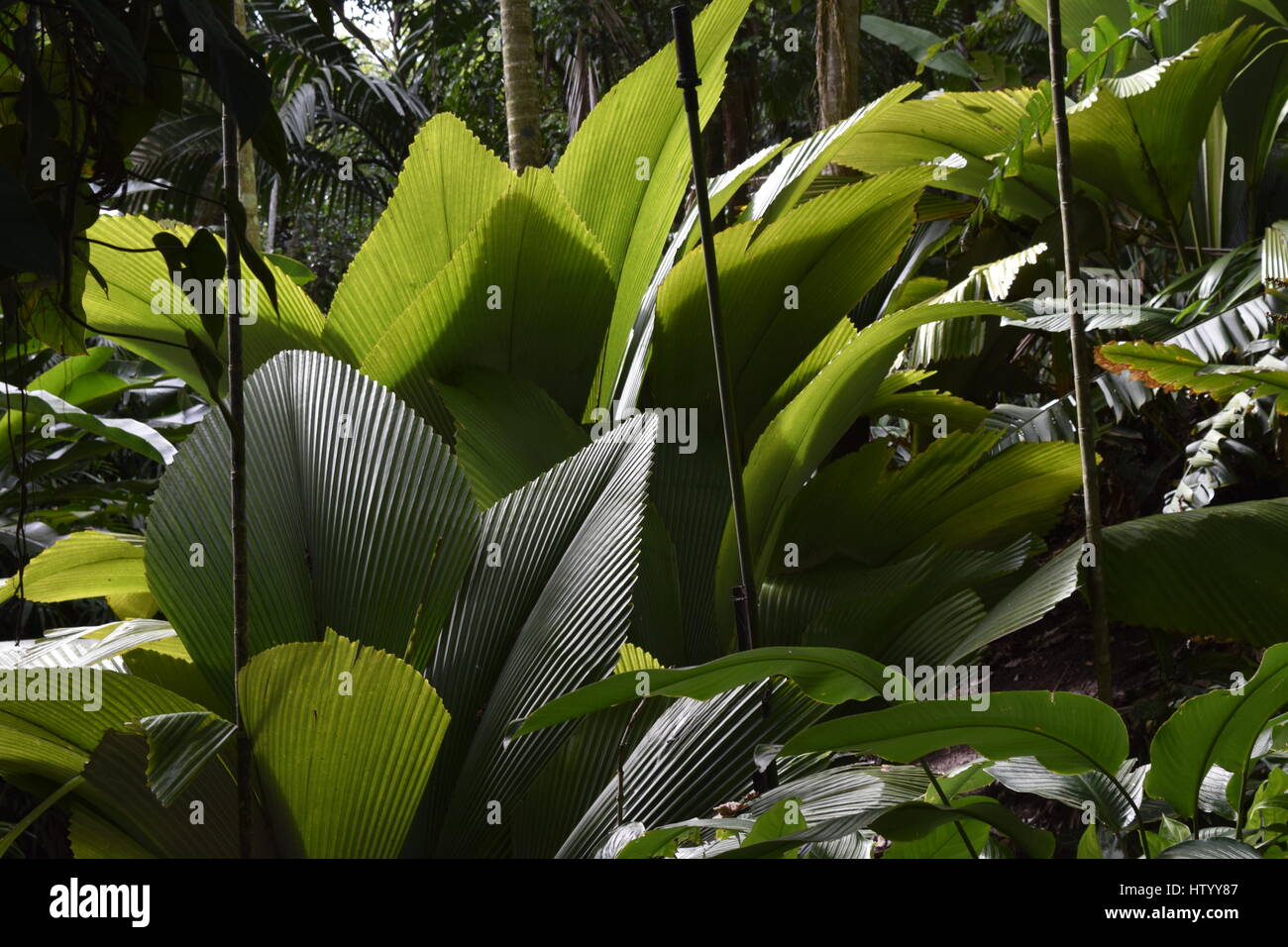 Foto da Cairns Botanic Gardens Foto Stock