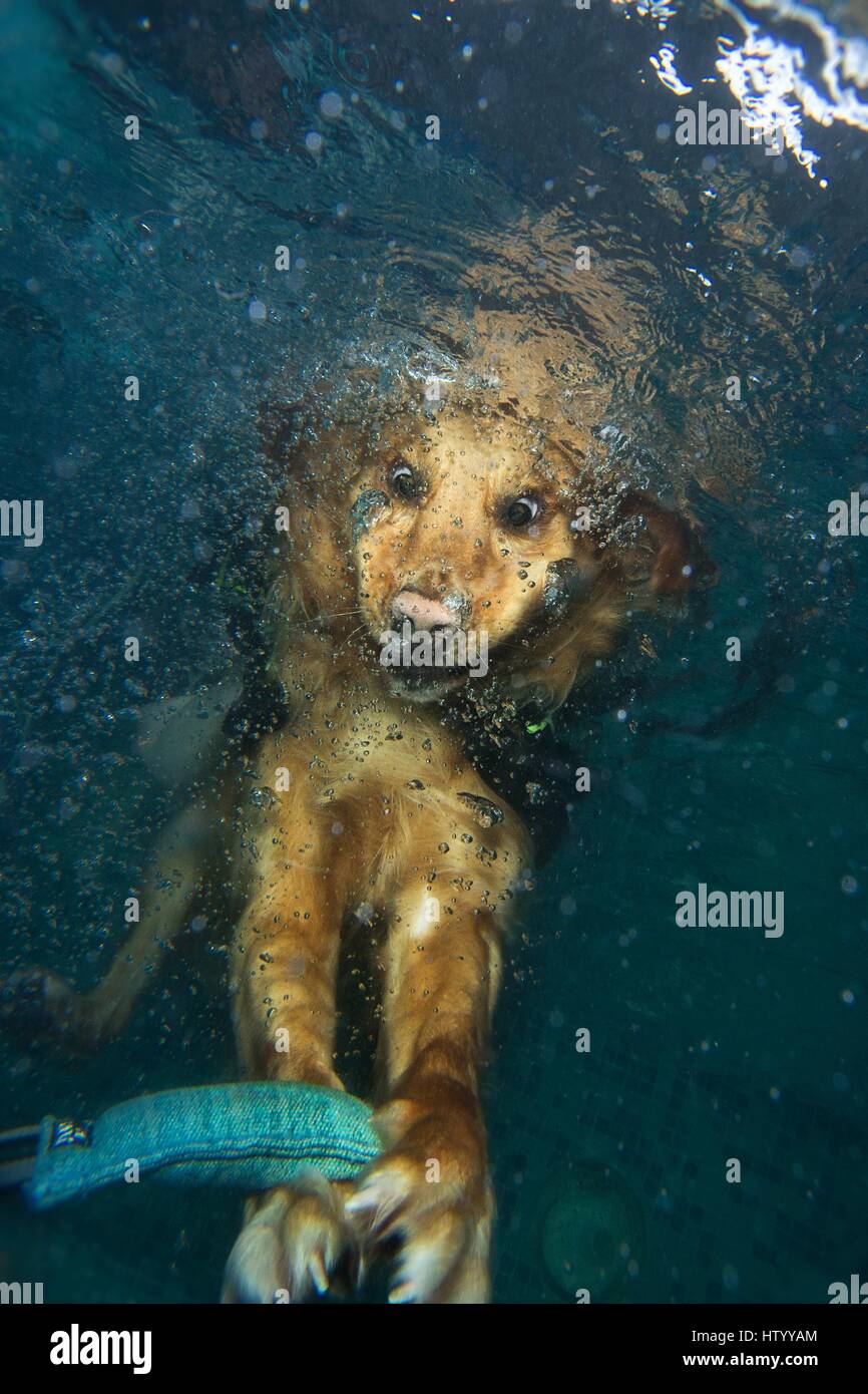 Riproduzione di Golden Retriever Foto Stock