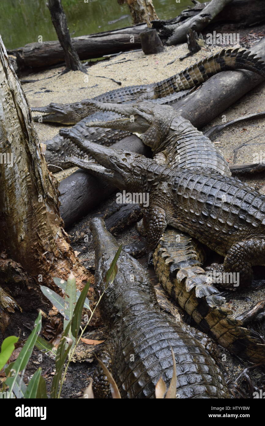 Gruppo di coccodrilli in attesa di essere alimentato all'Hartley's. Foto Stock