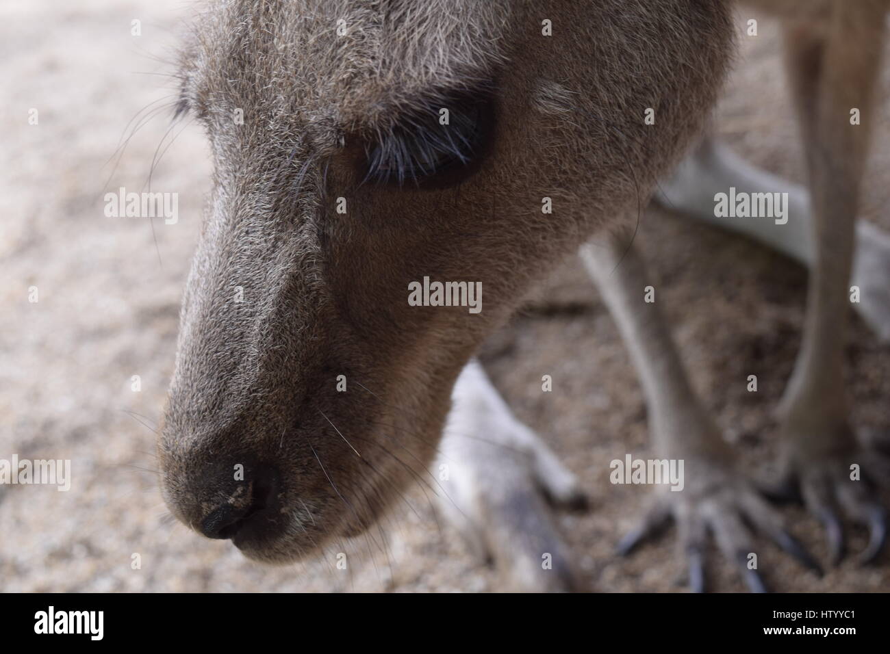 Close-up di un wallaby Foto Stock