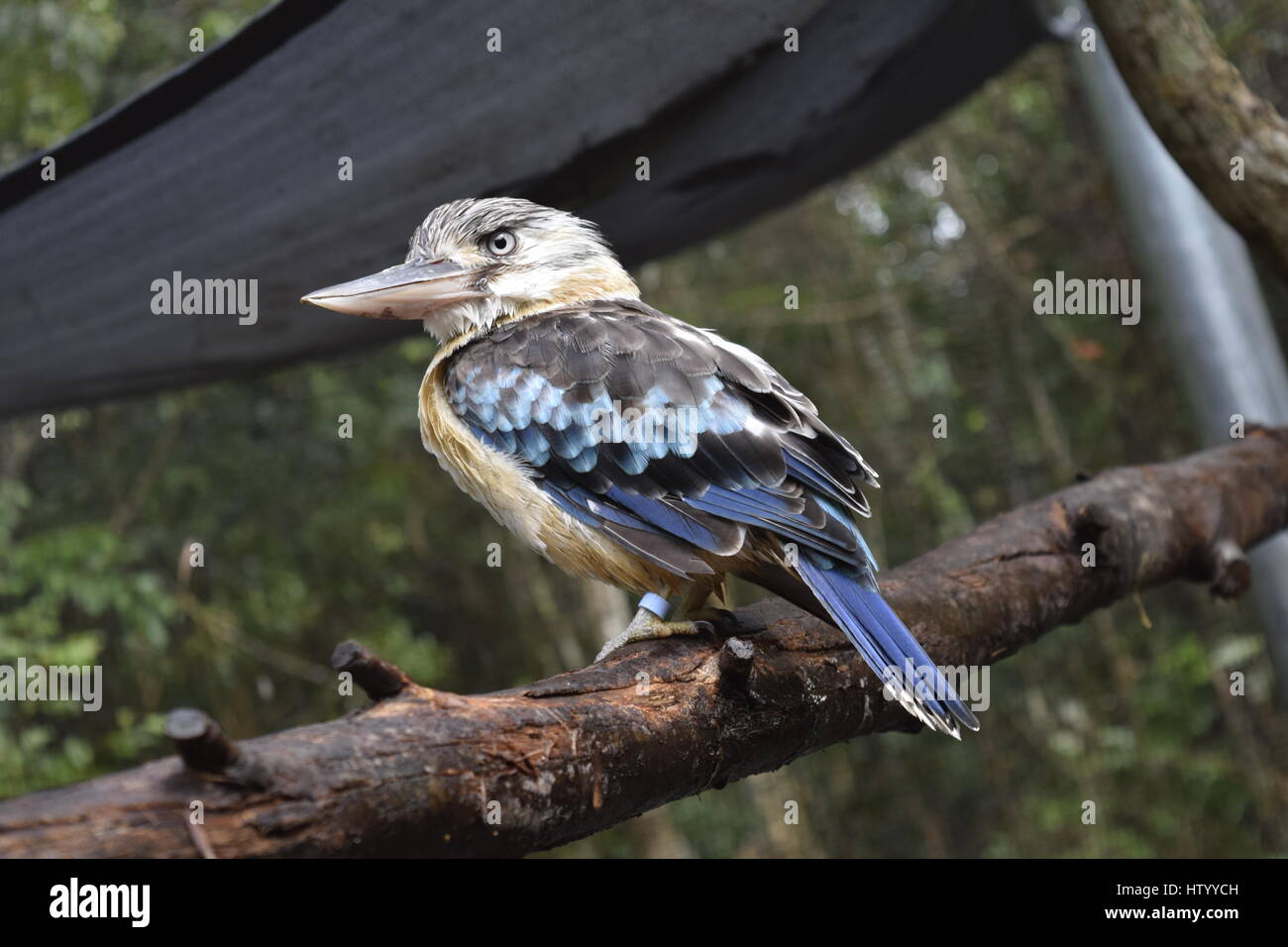 Kookaburra dall'Australia. Foto Stock