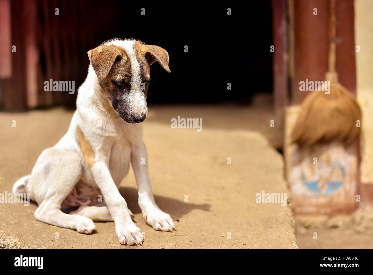 Giovani grazioso cucciolo di cane seduto sul percorso di calcestruzzo a porta fuori in una giornata di sole. Foto Stock