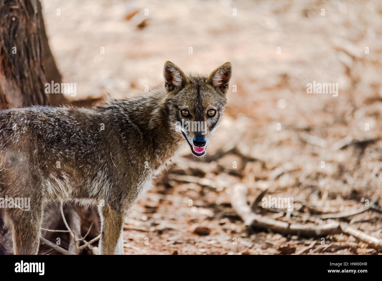 Ritratto di Golden jackal in piedi e guardare Foto Stock
