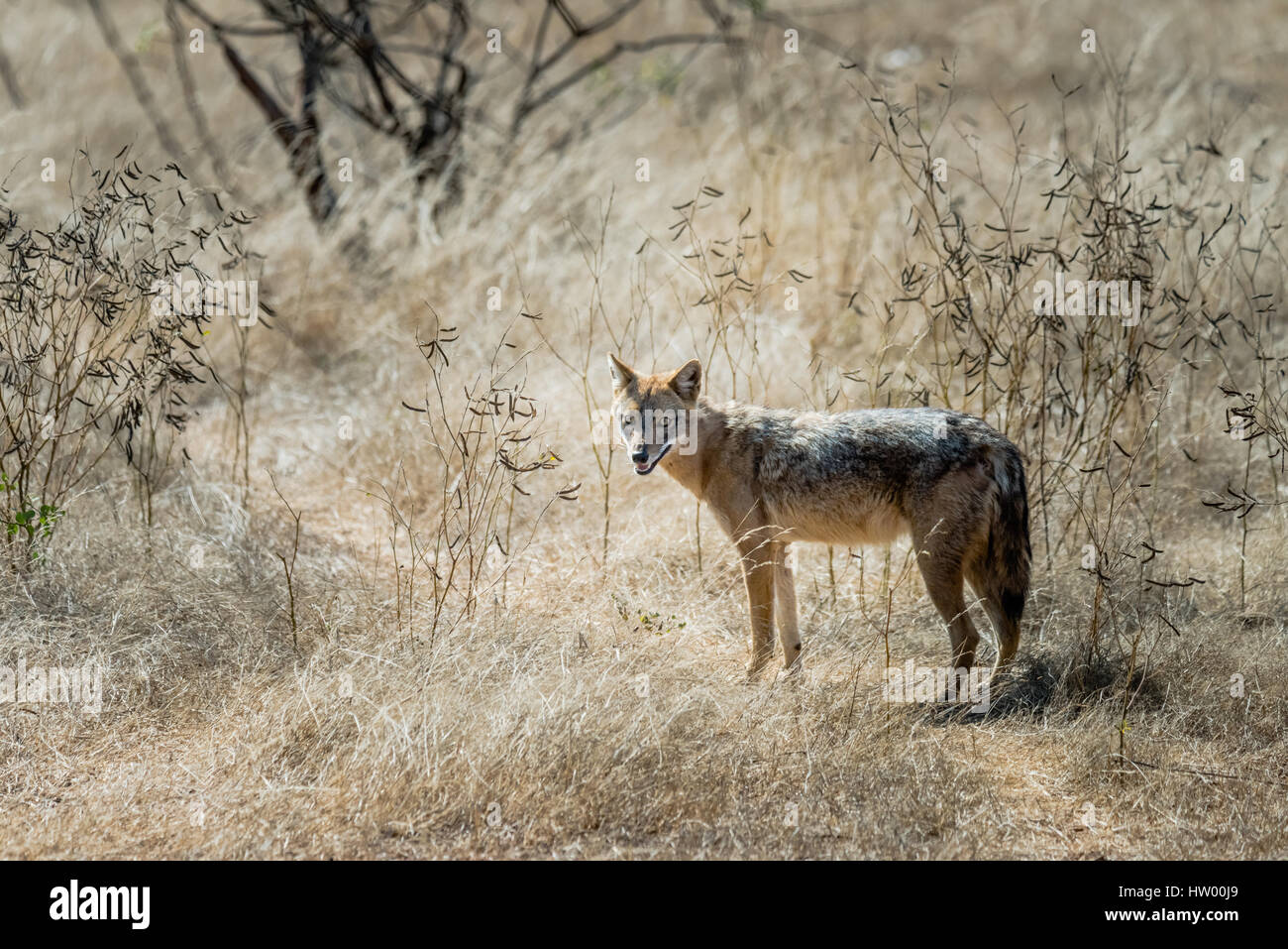 Golden jackal in piedi e guardando indietro al Gir Forest Foto Stock