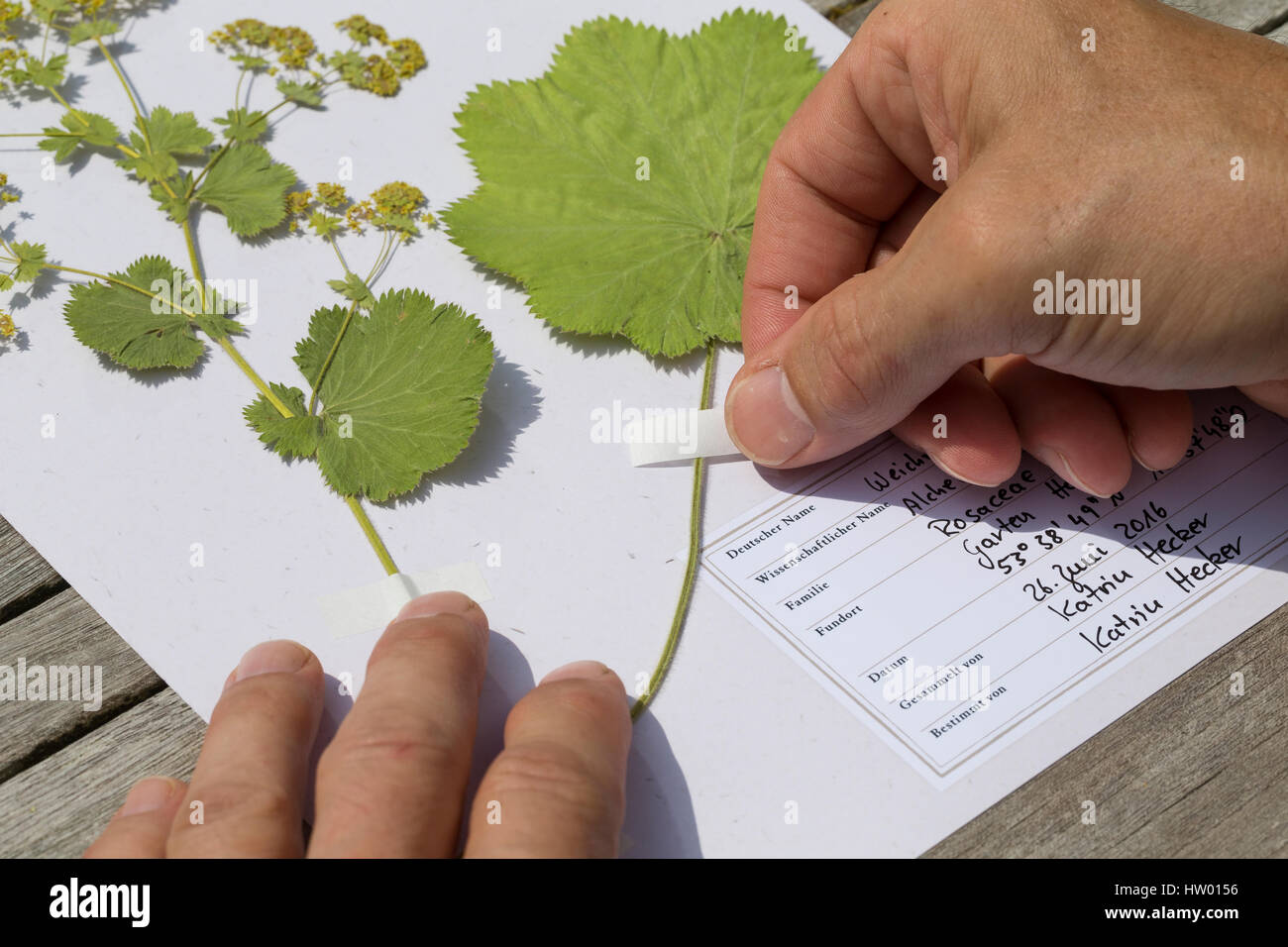 Gepresste Pflanze wird mit Klebestreifen am Herbarbogen fixiert. Botanik, Botanisieren, botanica, Herbar, erbari, Herbarien, herbarisieren, herbier, P Foto Stock