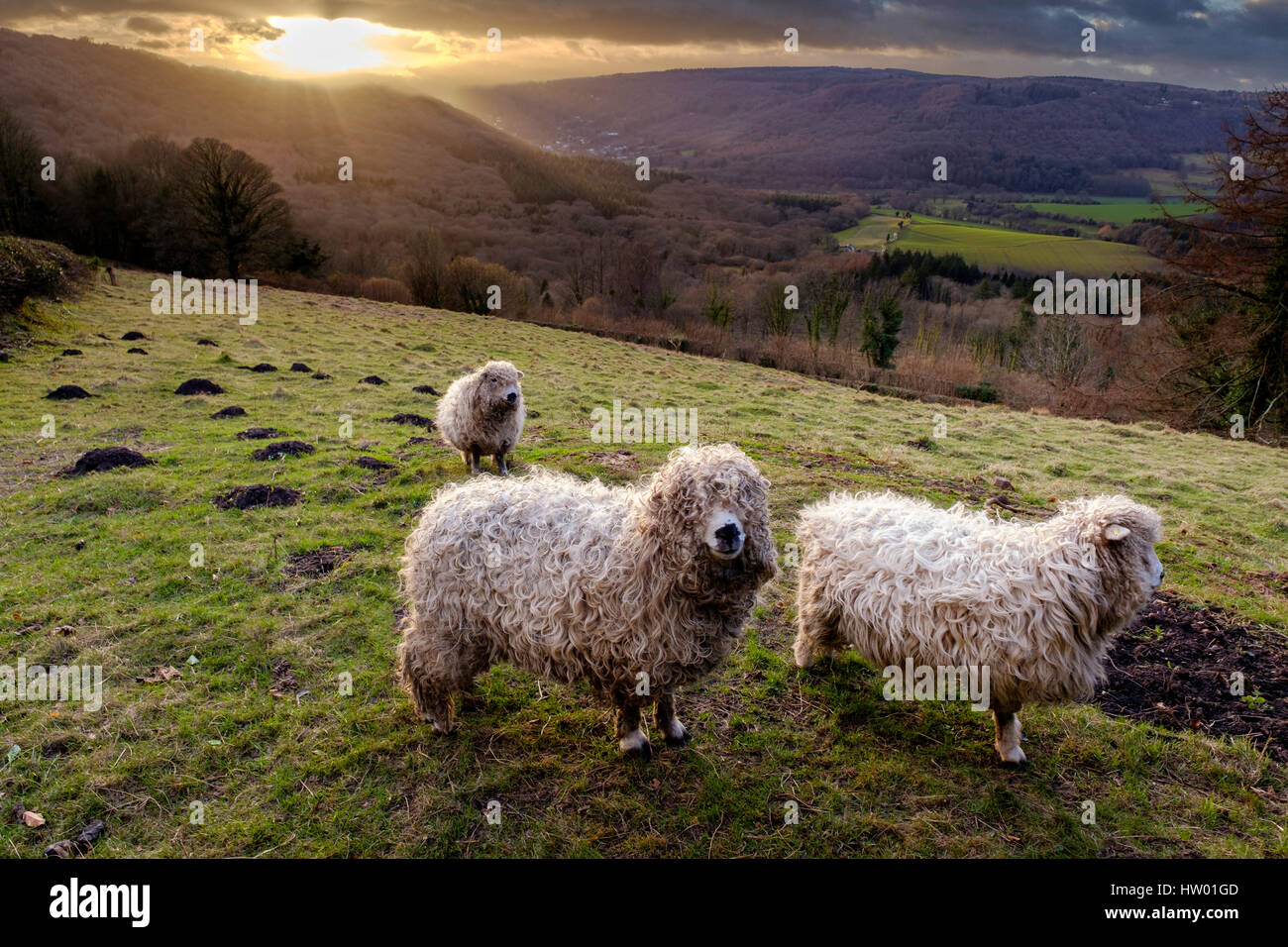 DEVON E CORNWALL LONGWOOL pecore nella valle del Wye Foto Stock