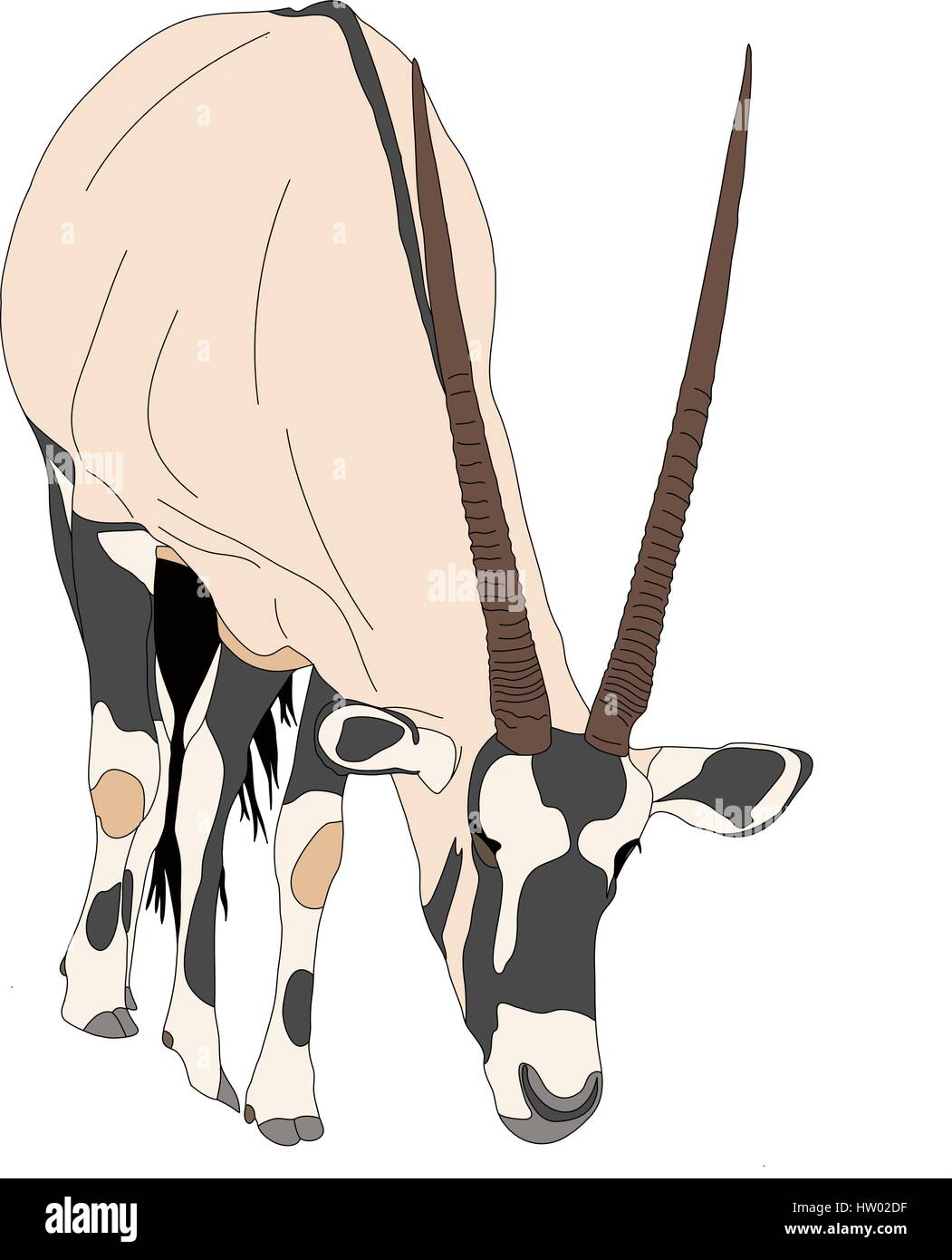 Ritratto di un gemsbok in cerca di cibo, vista frontale Illustrazione Vettoriale