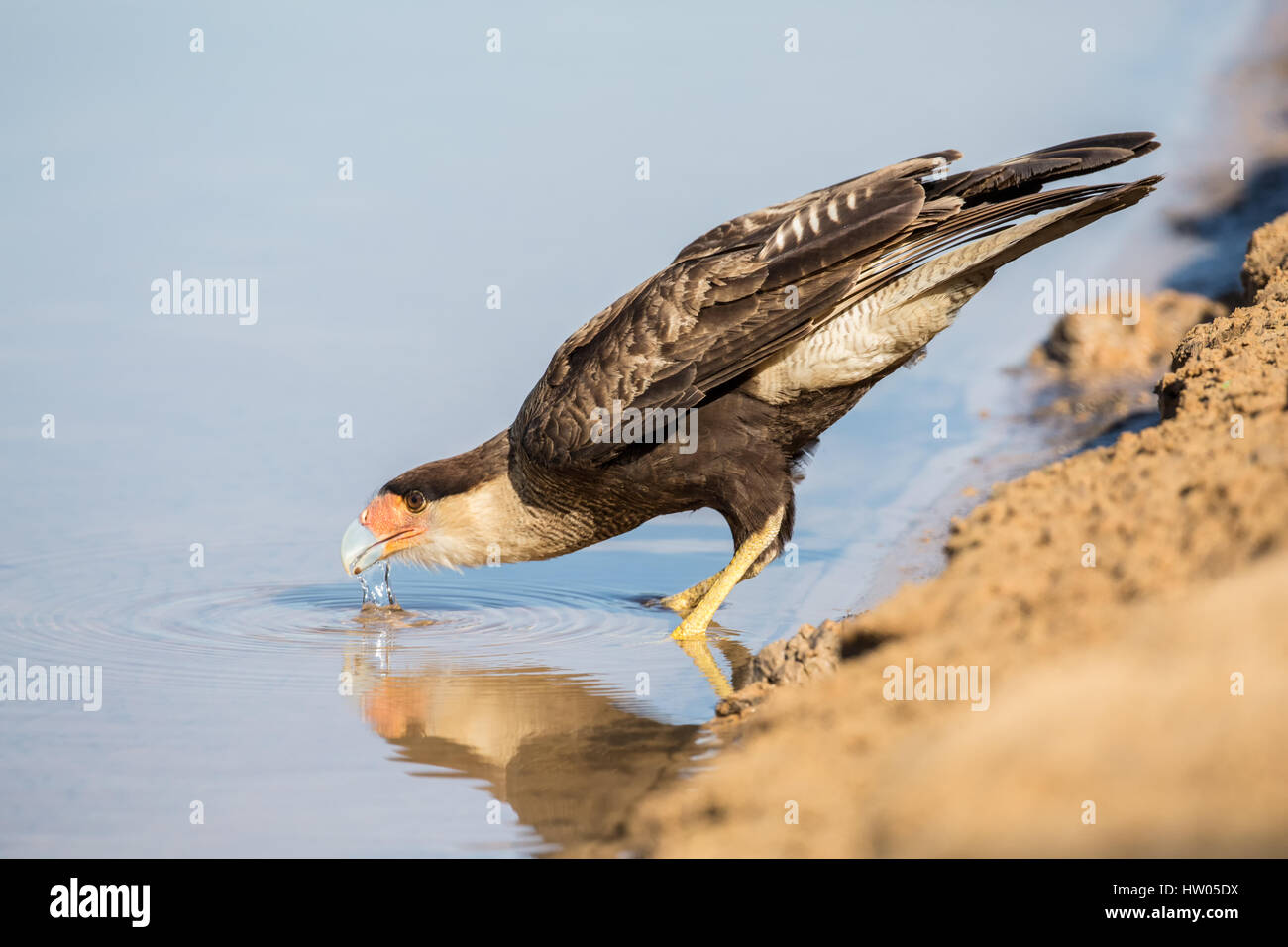 Crestato meridionale Caracara bere dal fiume Cuiaba nella regione di Pantanal, Mato Grosso, Brasile, Sud America Foto Stock