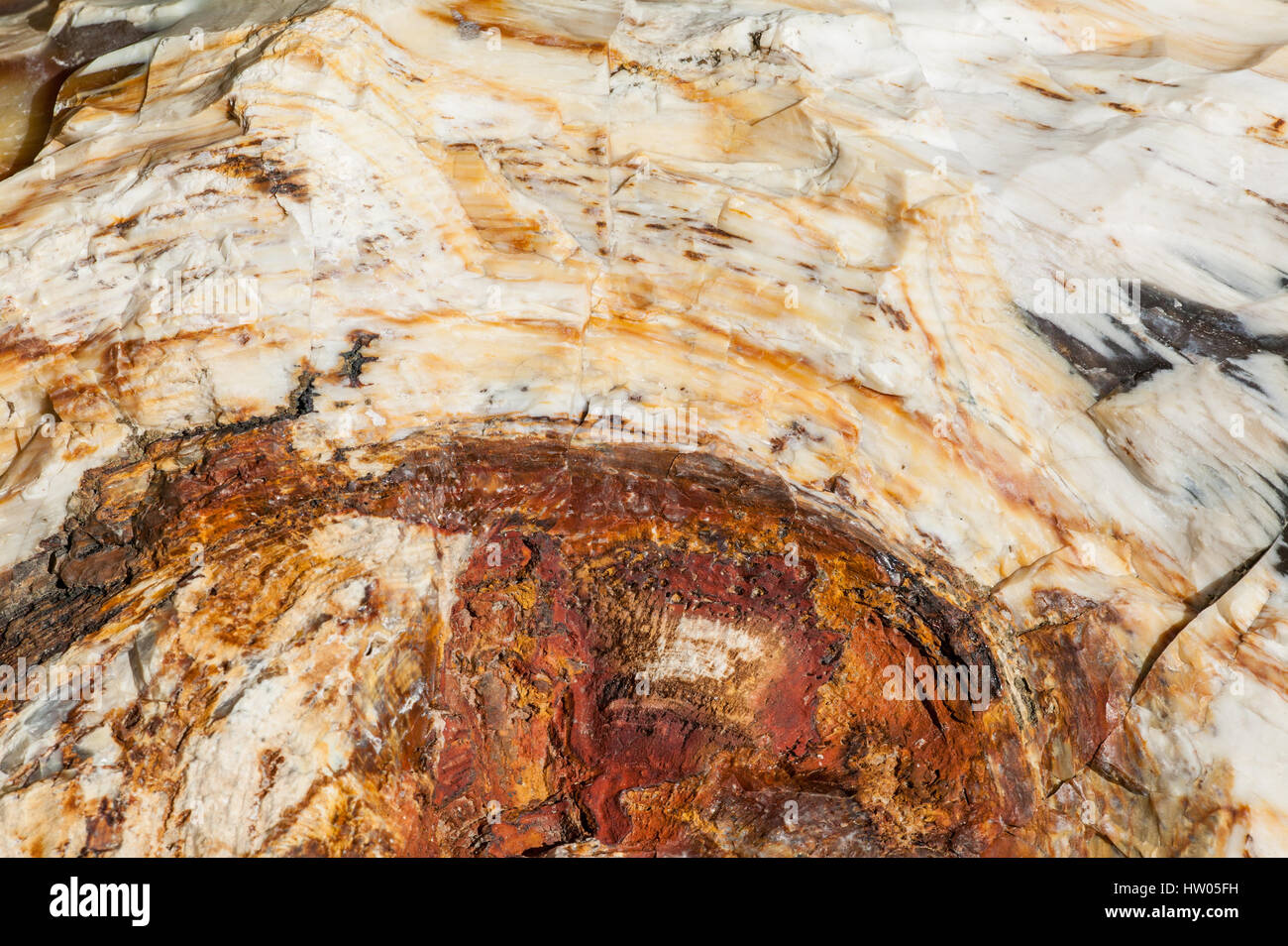 Legno pietrificato di registri rivolto verso la pietra in Ginkgo foresta pietrificata stato parco vicino Vantage, Washington, Stati Uniti d'America Foto Stock