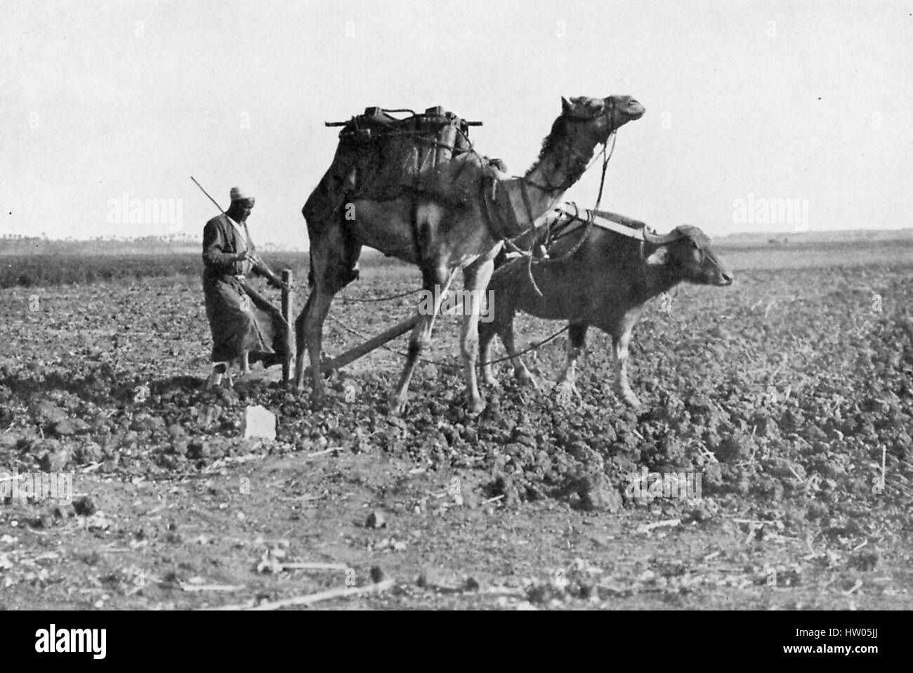 Un uomo aratri un campo utilizzando un cammello e un bue, che egli ha servirono insieme nonostante le loro dimensioni disuguali, Egitto, 1922. Foto Stock