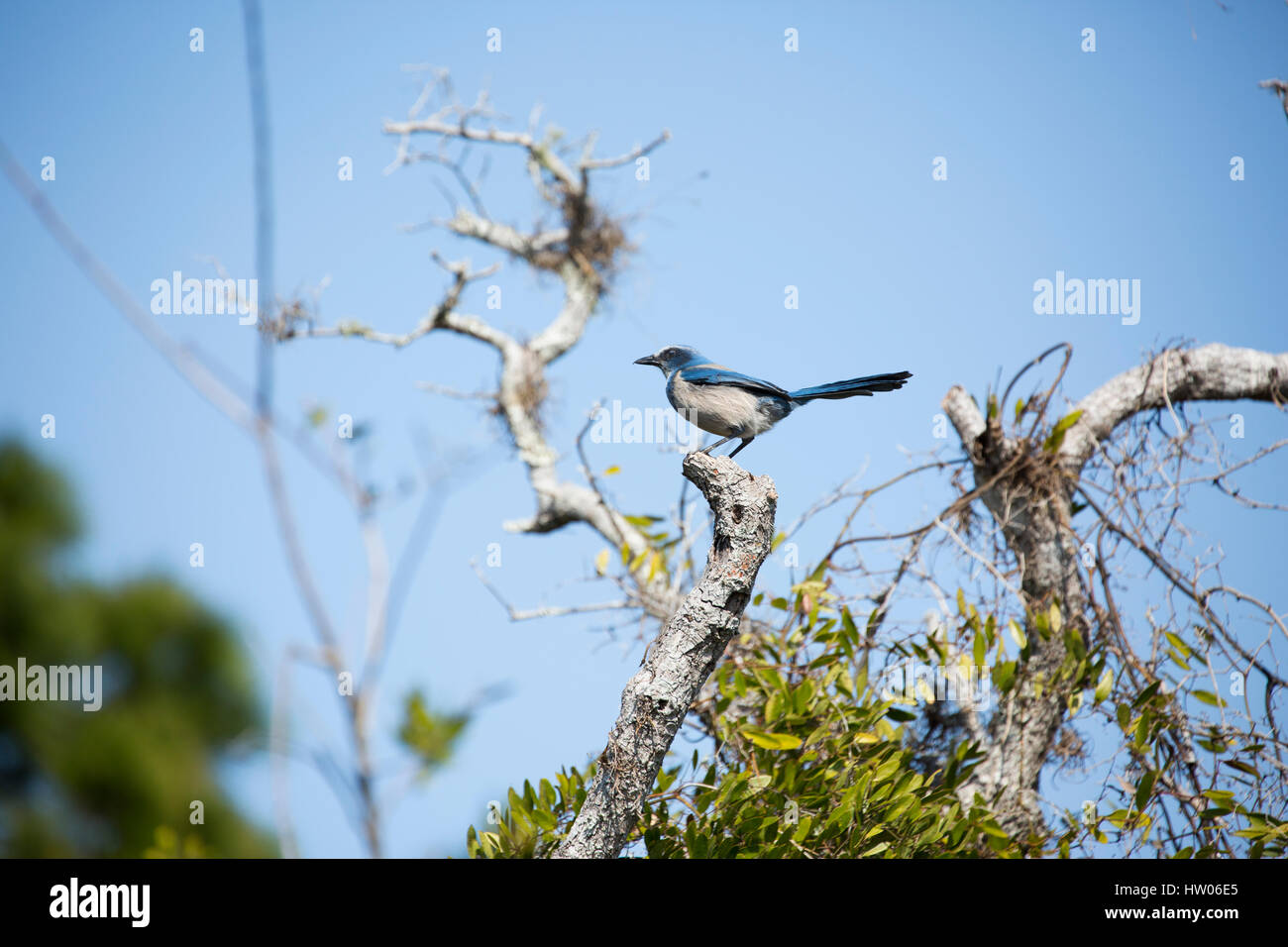 Minacciato Florida Scrub-Jay in Canaveral National Seashore Foto Stock