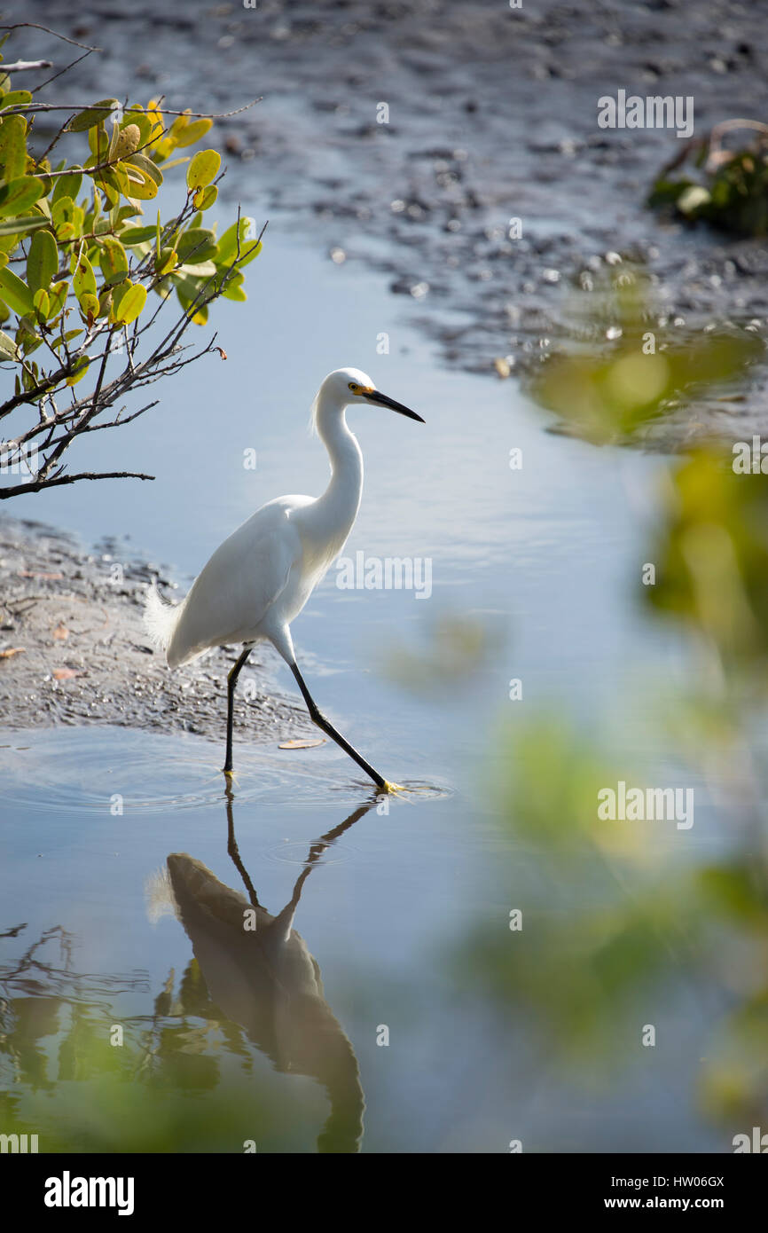 Airone bianco maggiore in corrispondenza di Merritt Island National Wildlife Refuge, FL Foto Stock